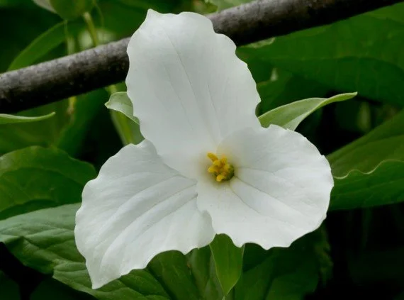 Large-flowered trillum at Arbutus Run.John Watts.jpg