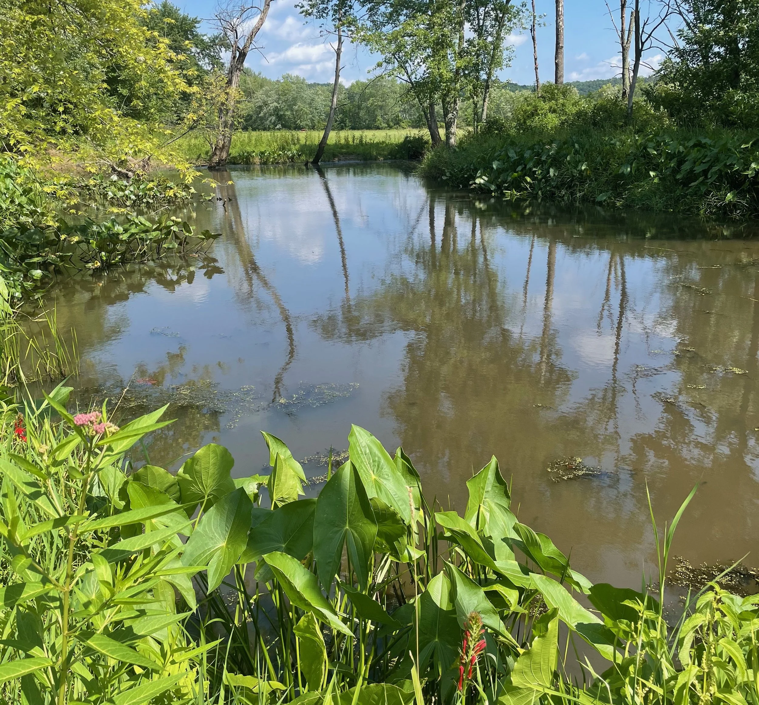 Photograph.wide pool between swamp & creek.jpg