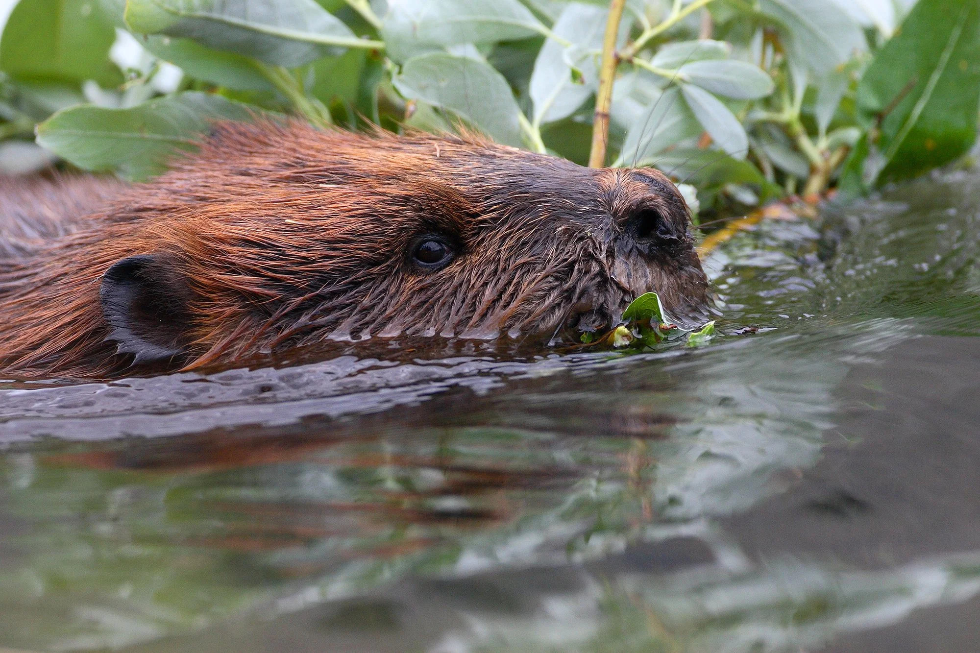 beaver.tugging.saplings,gladish copy.jpg