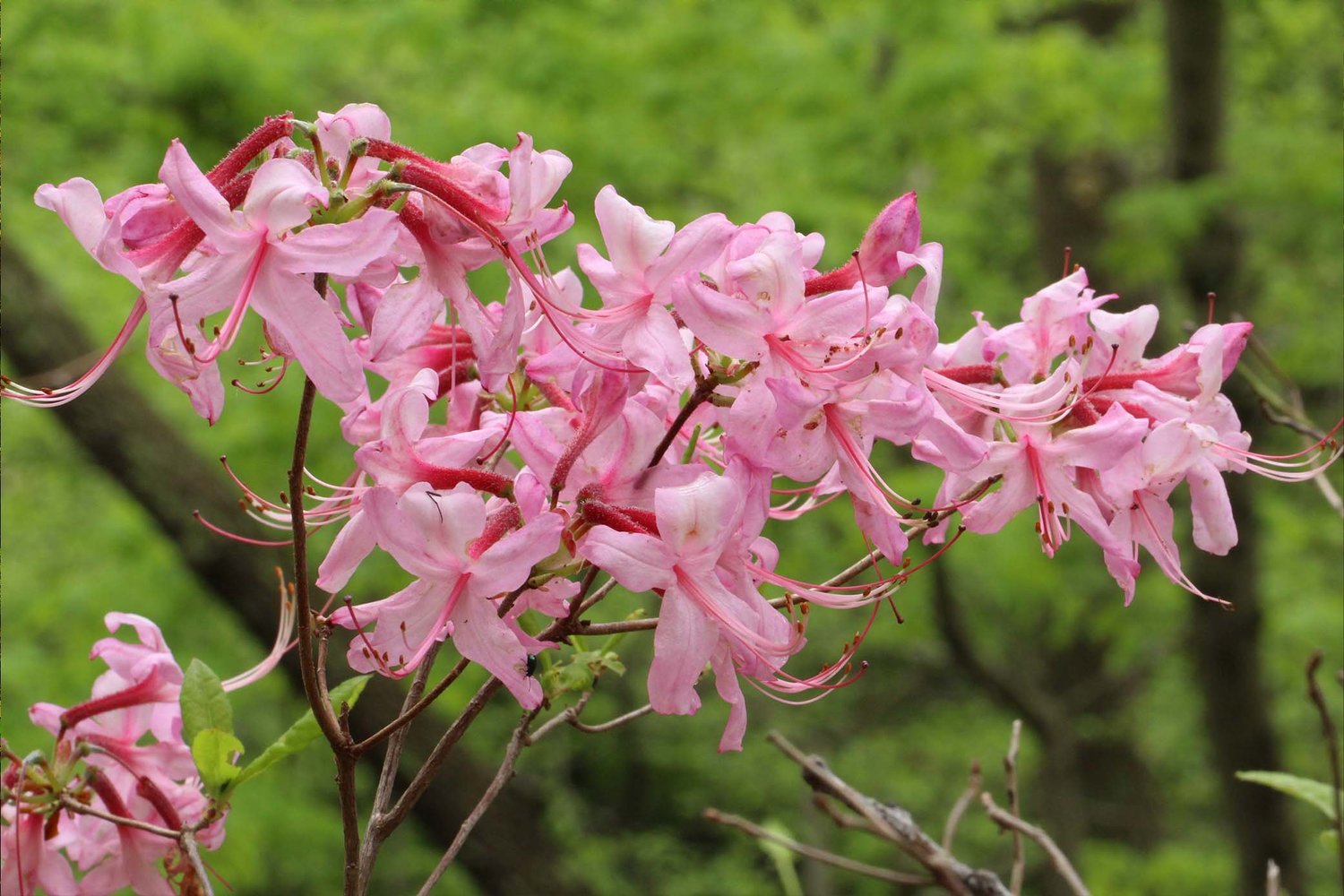 Ohio Hanging Rock | Explore and Conserve Now — Arc of Appalachia