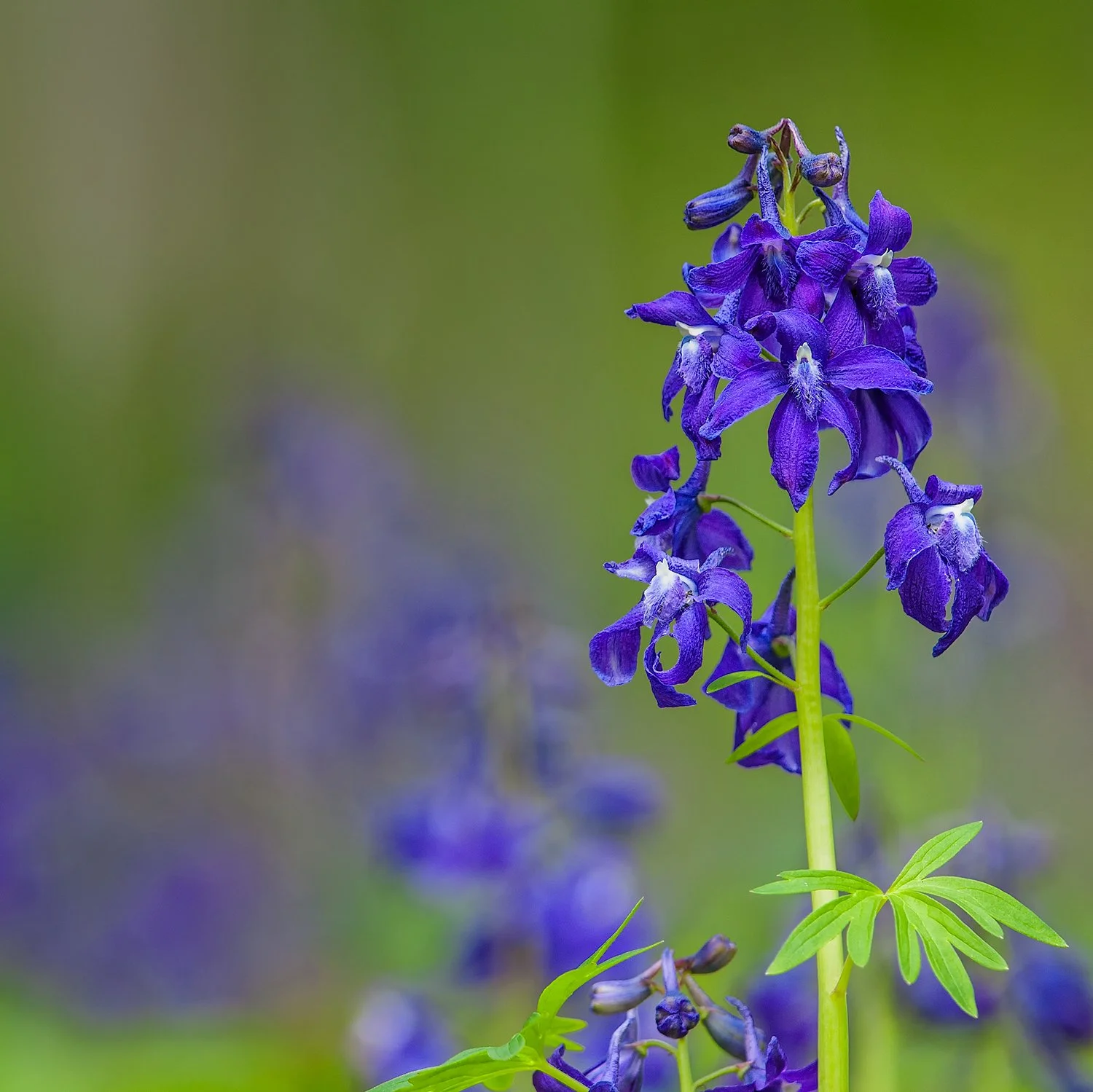 Wildflower Pilg Schedule 2025 — Arc of Appalachia
