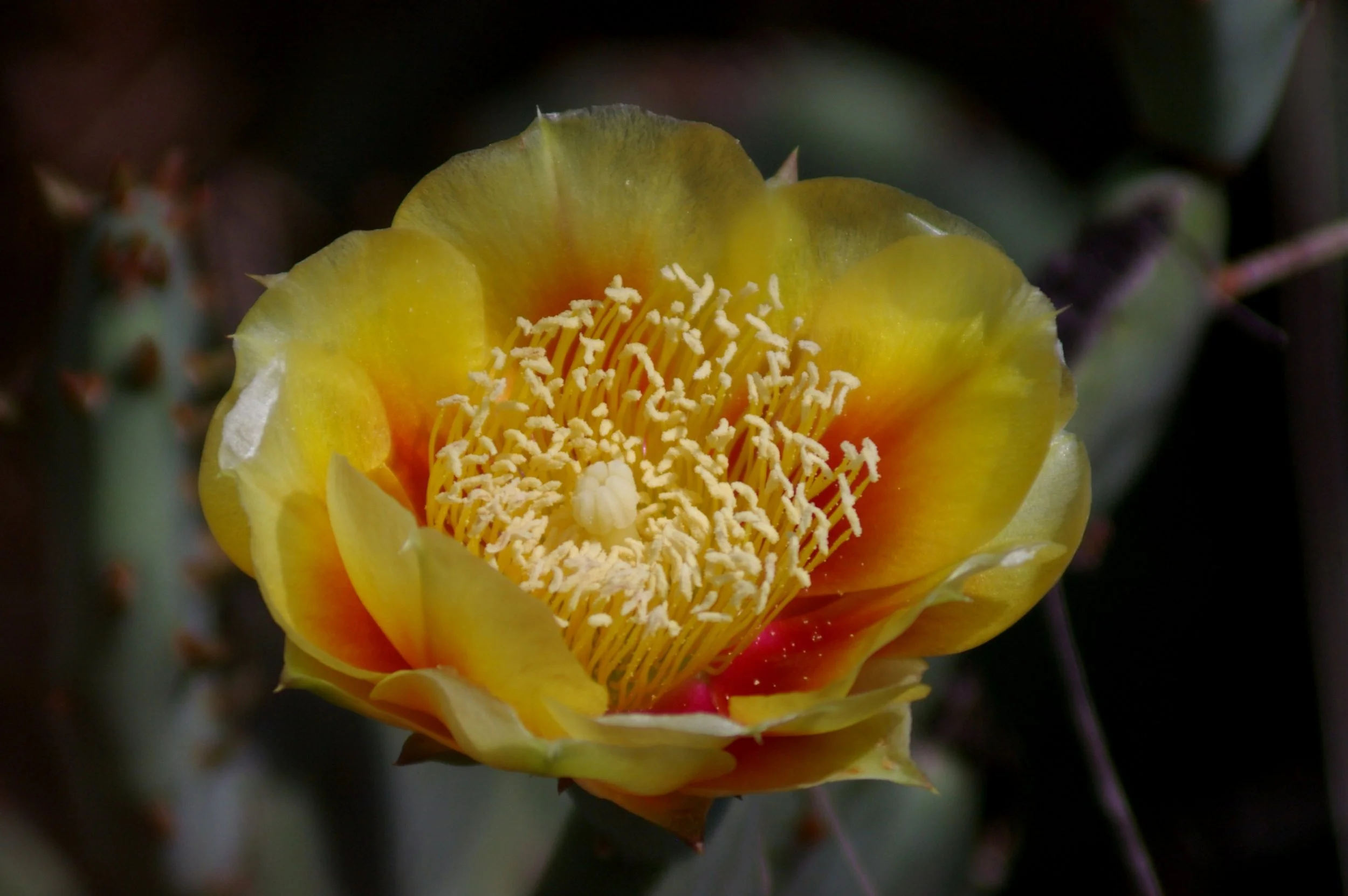 Prickly Pear 8-26-07-1.jpg