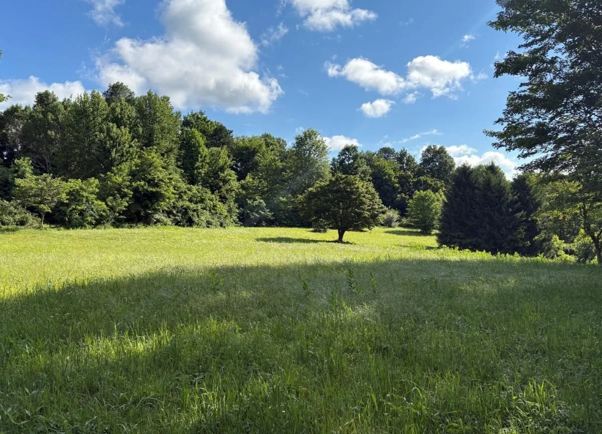Open Meadow at Arbutus Run.John Watts.jpg