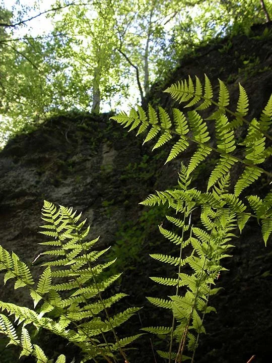 Wood fern, light, cliff face, up.jpg
