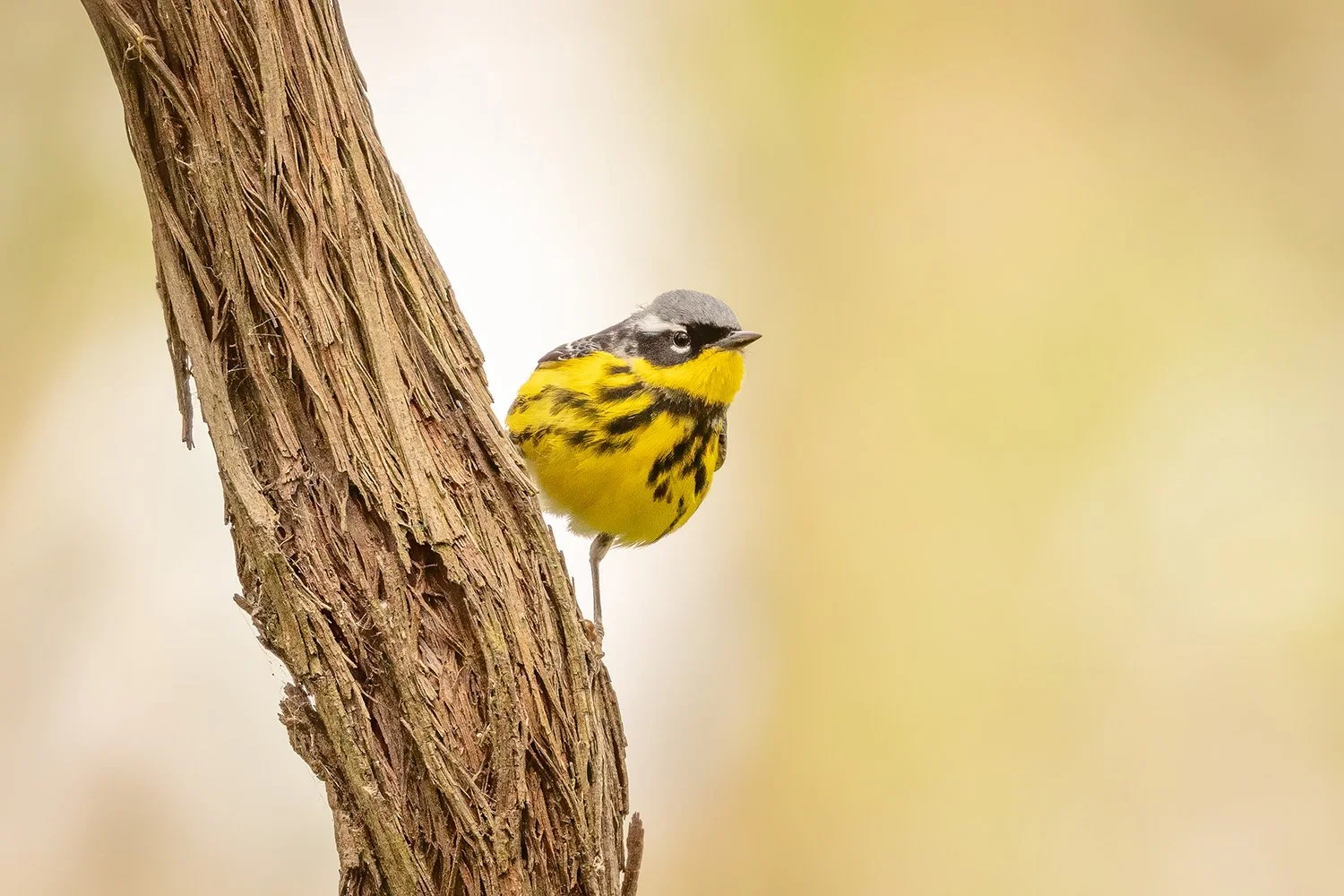 Magnolia Warbler by Katherine Cubert