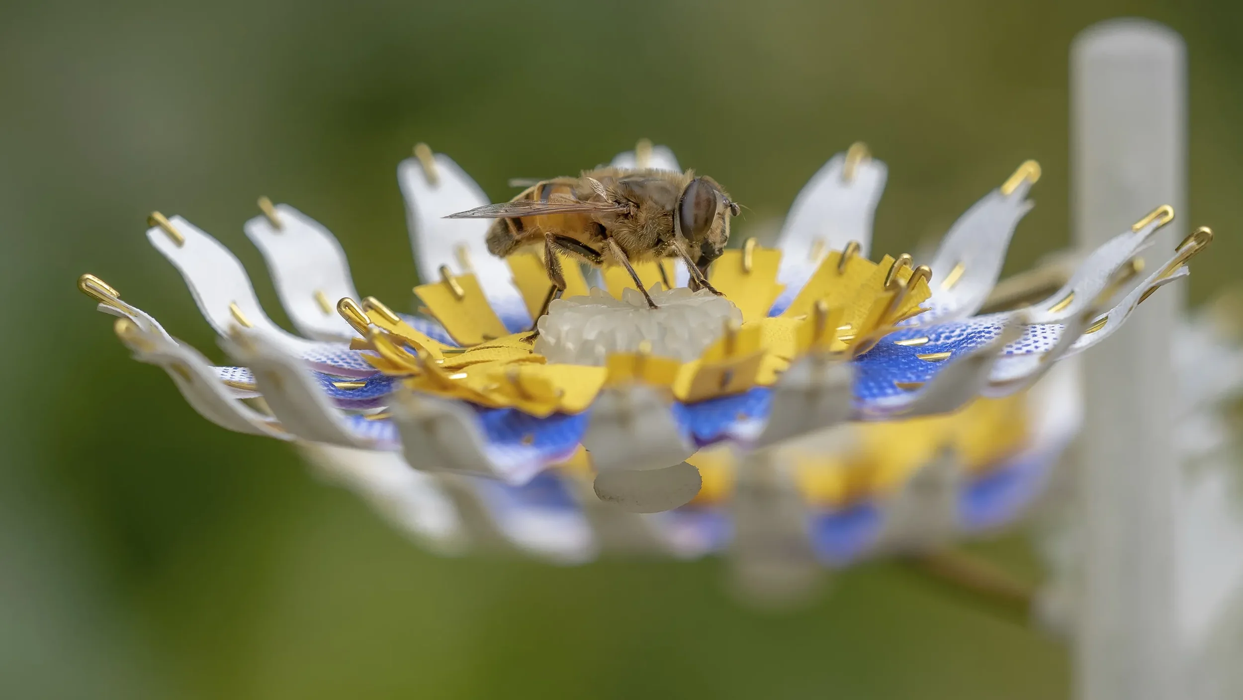 Hoverfly feeding from an artificial flower that turns rain into sugar water and holds no pollen, highlighting the plight of urban pollinators, supplying the insects with food when natural resources wane. 