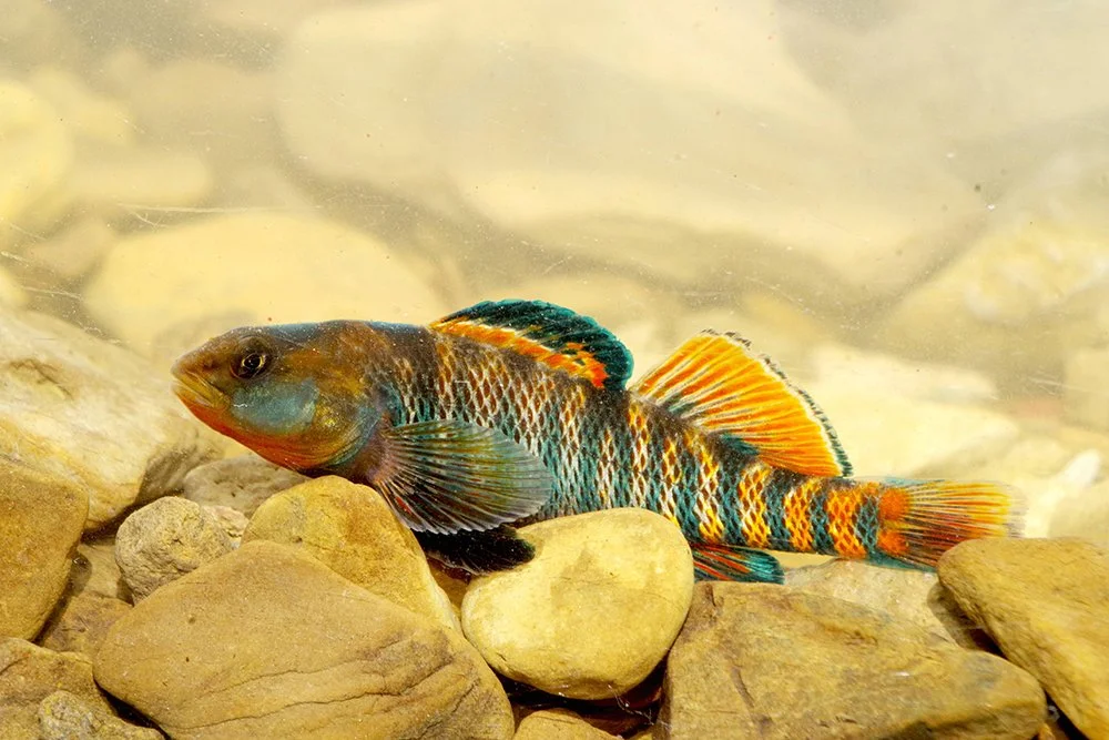 Colorful fish resting on rocks underwater.