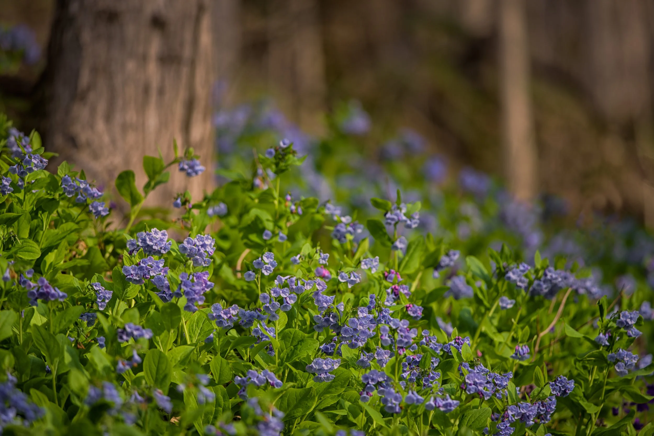 2017 bluebells ORB tom croce hi res.jpg