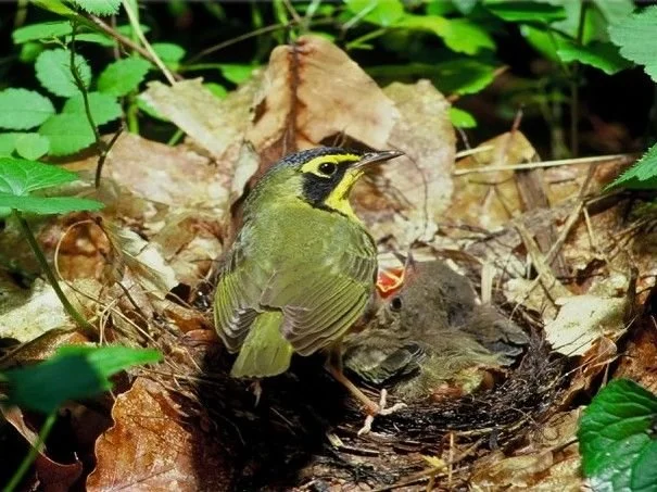 Kentucky Warbler.John Watts.jpg