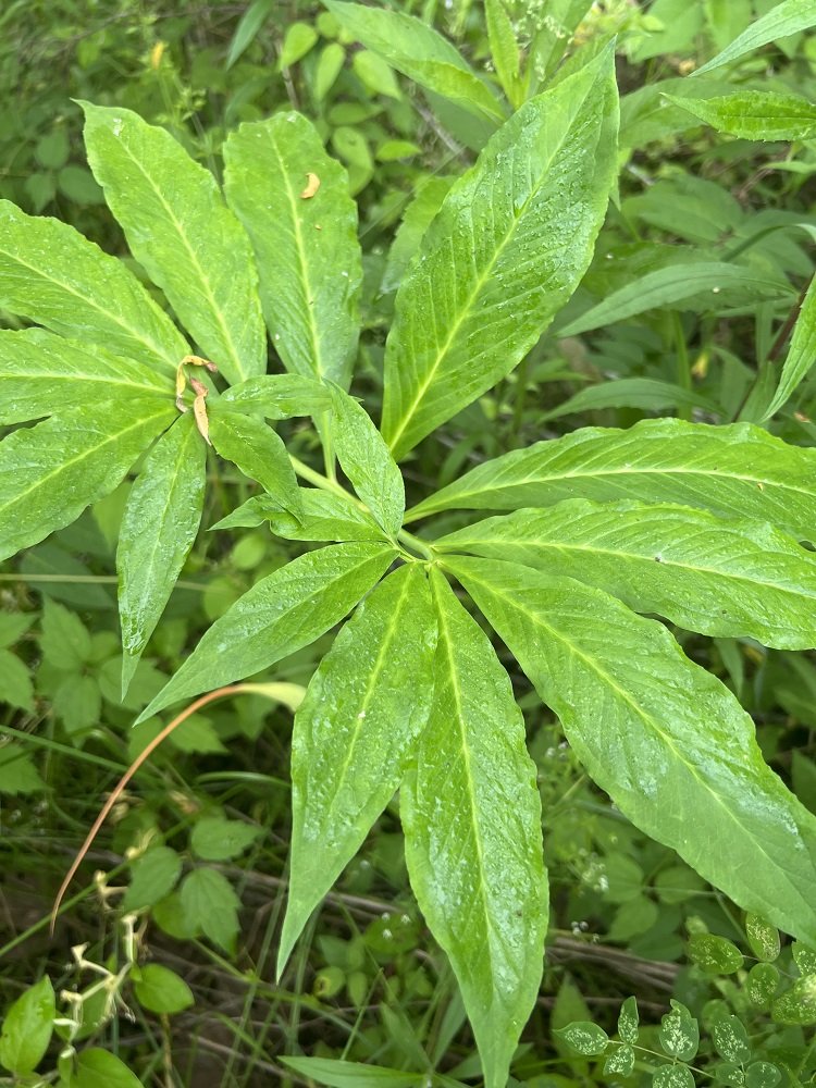 Green dragon at Beaver Wetlands.jpg