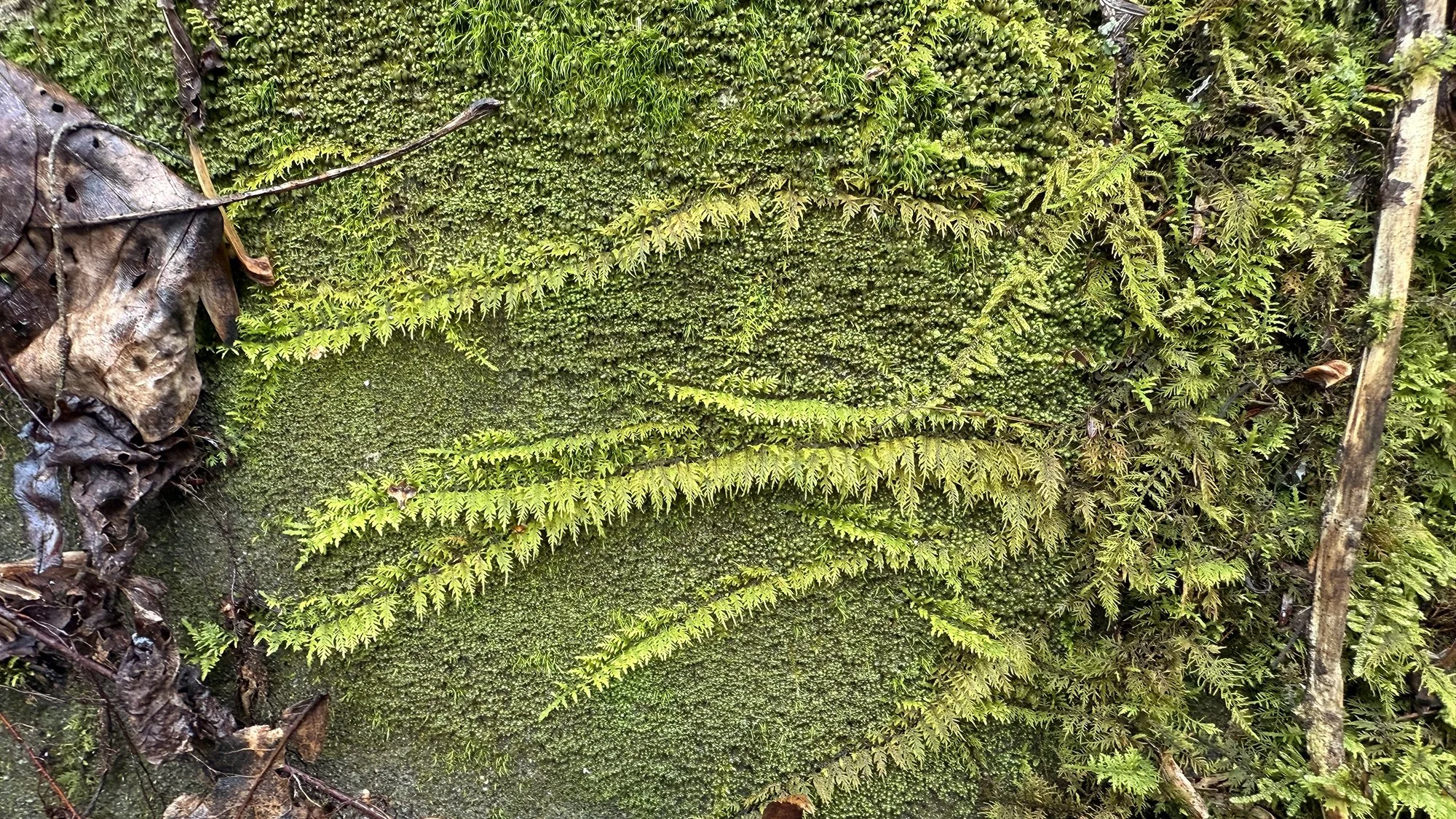 2026 Nancy S Mathias Grove (17).JPEG