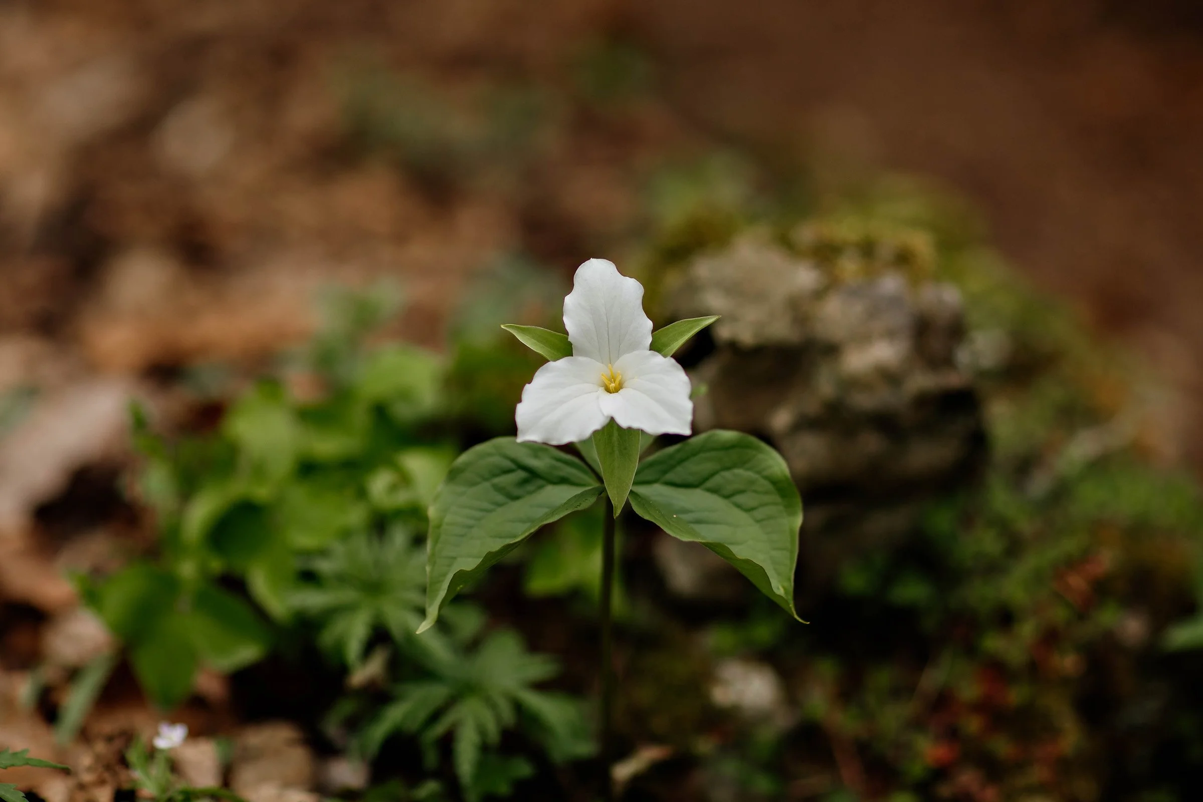 Wildflower Pilgrimage Registration
