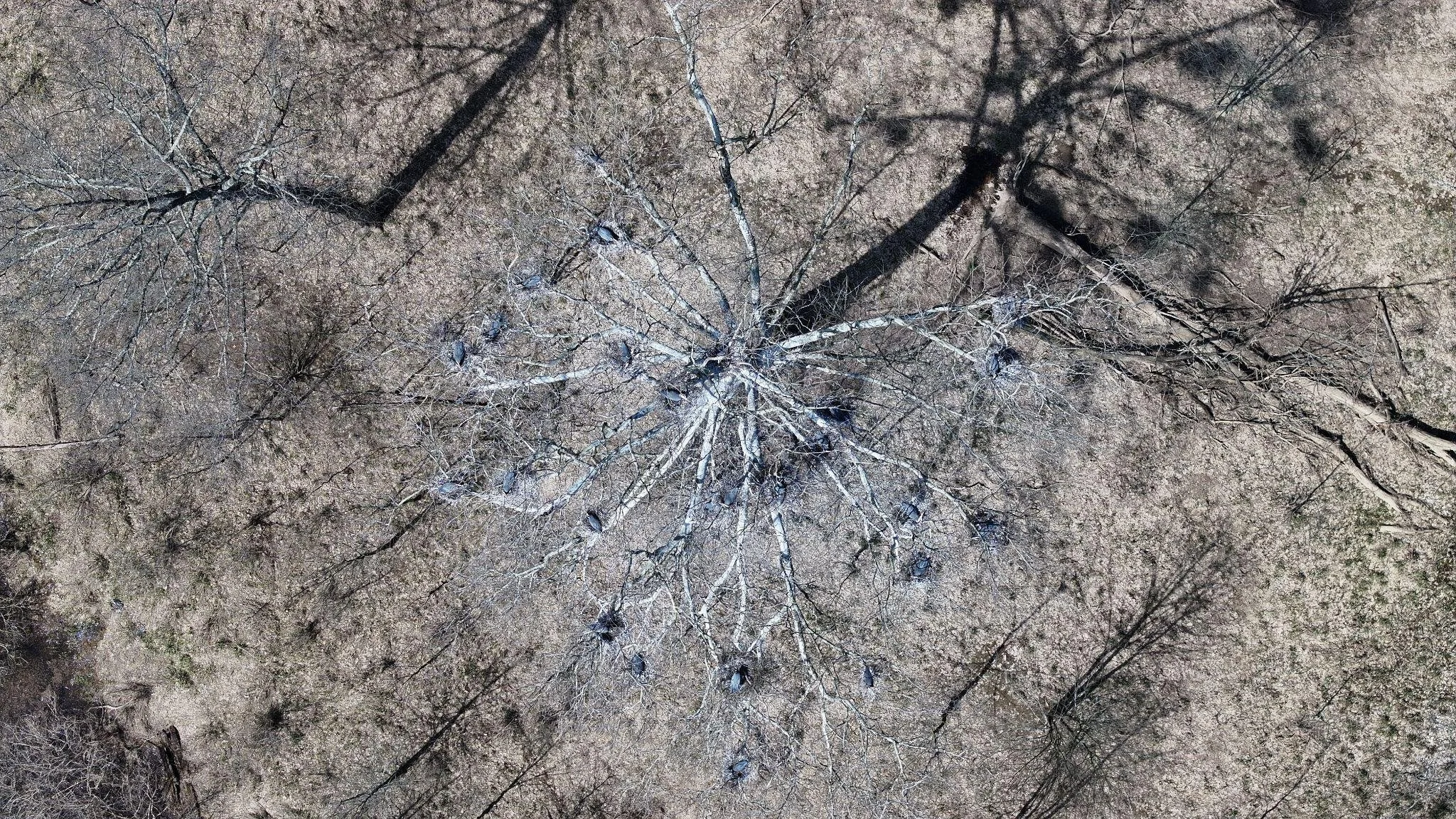 Heron rookery.jpeg