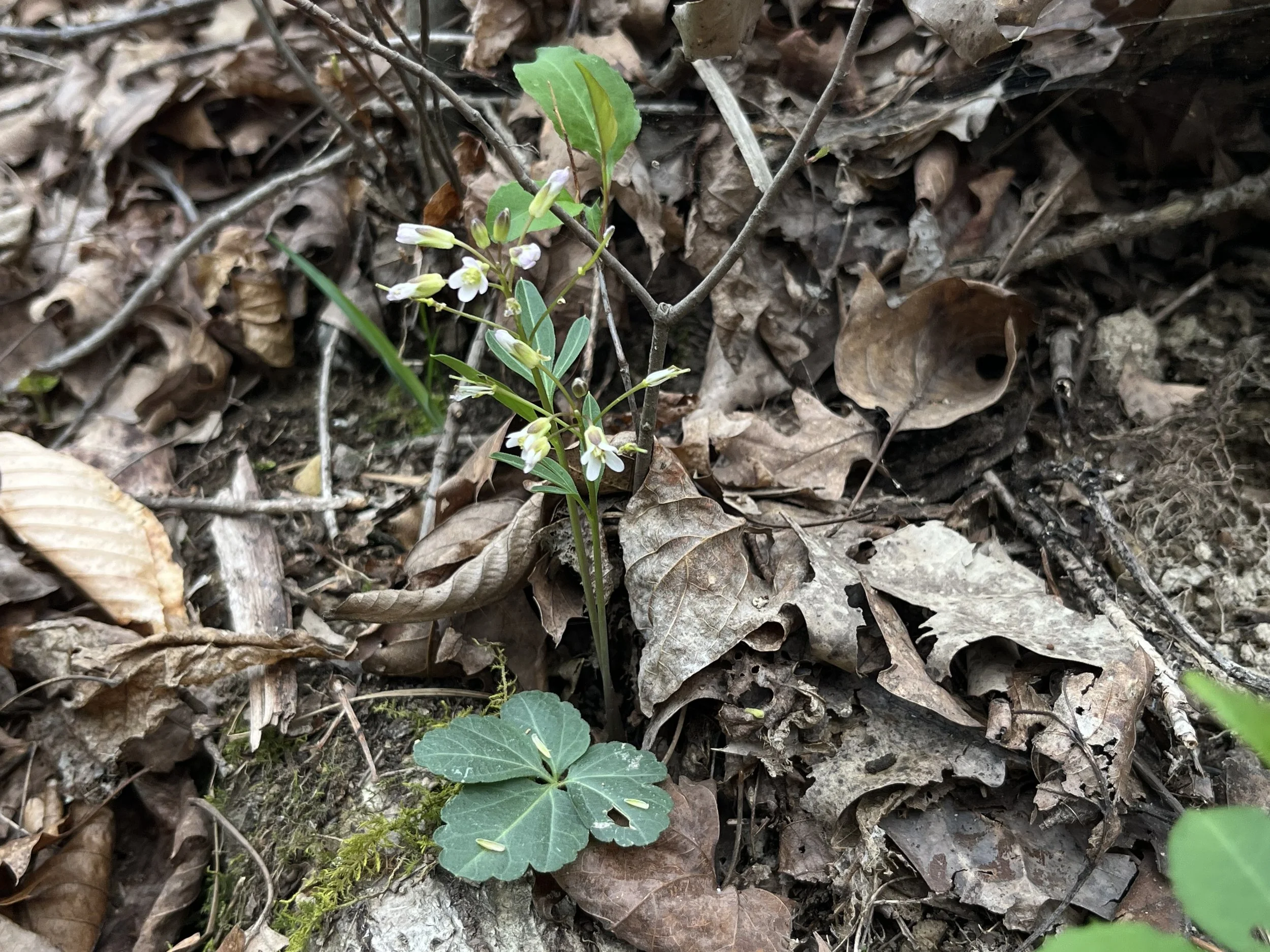 Photo Apr 13 2026, 12 04 23 PM.jpg