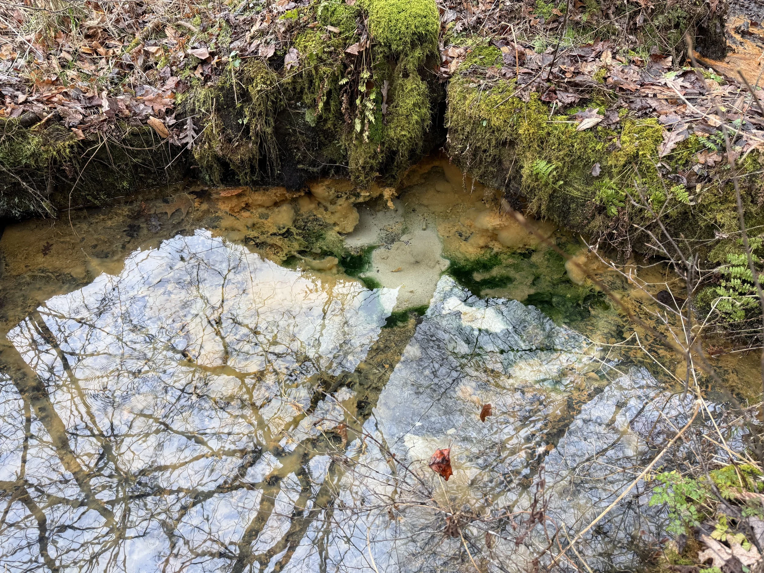 2026 Nancy S Mathias Grove (27) copy.jpg