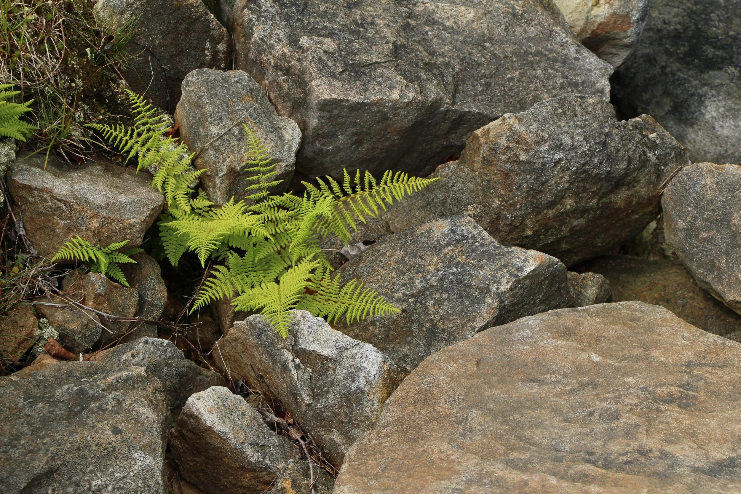 ferns & allies (3).JPG