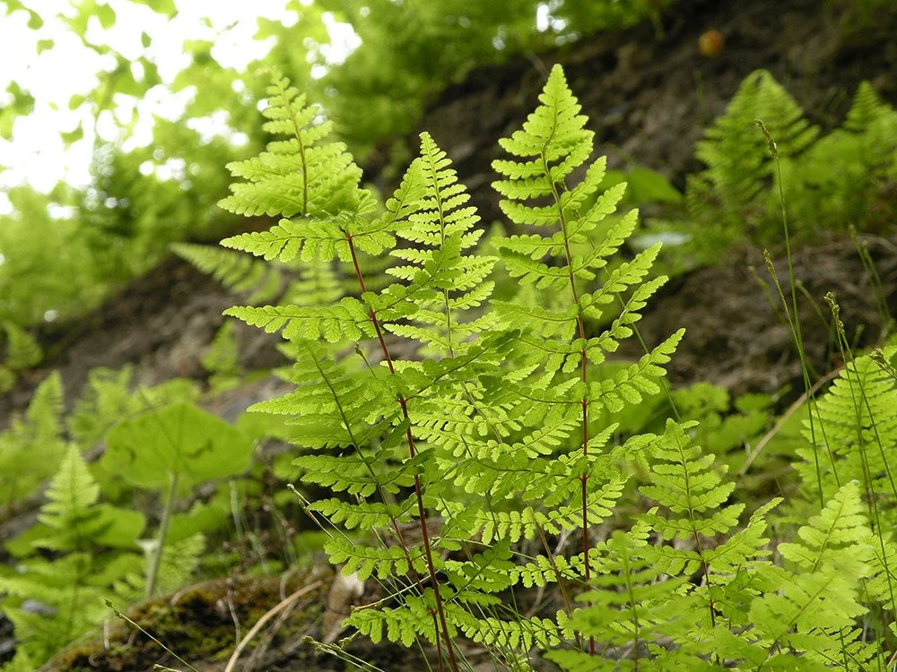 ferns on rocks.JPG