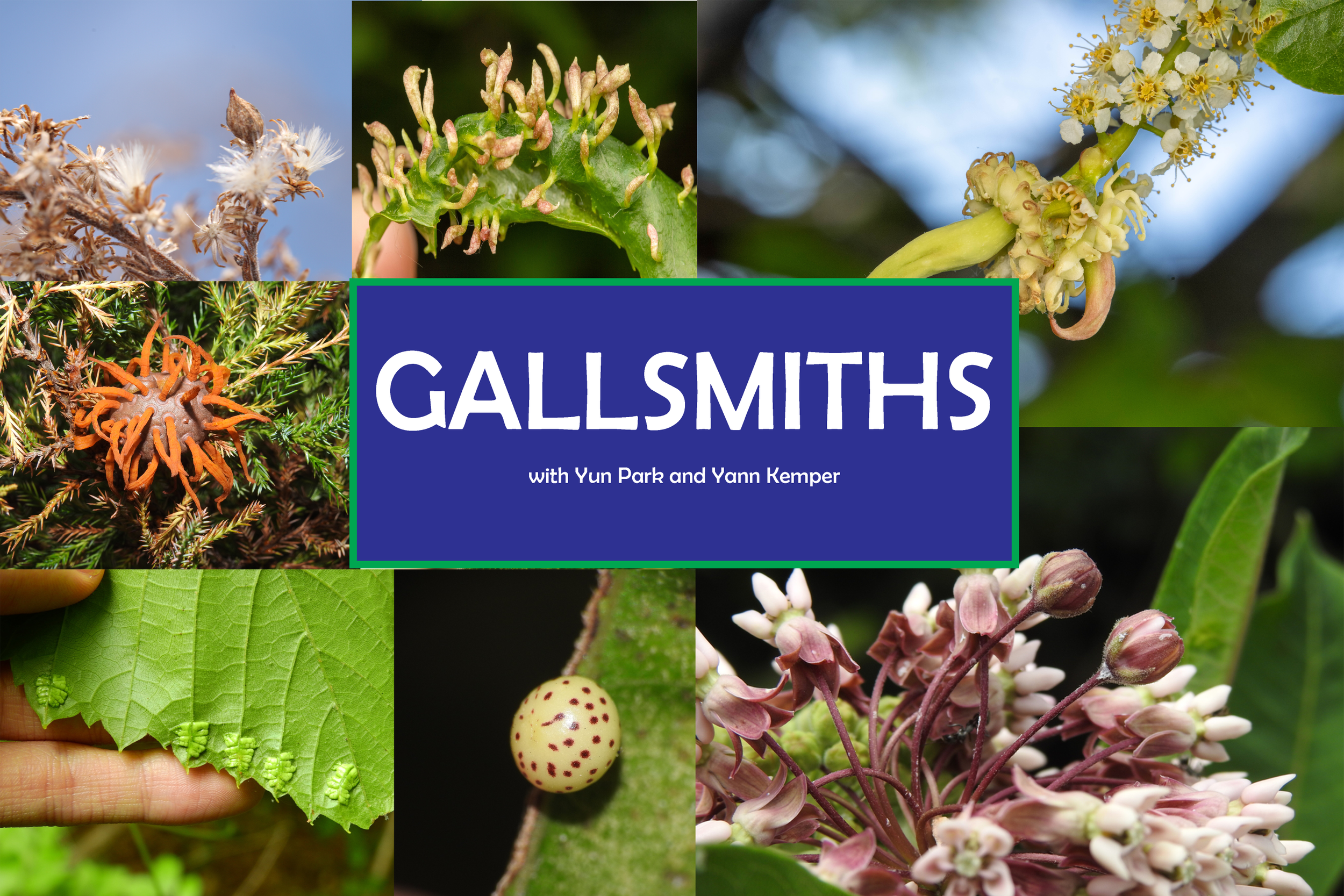 A collage of various stages of gall formation on different plants, with a text overlay that says 'GALLSMITHS with Yun Park and Yann Kemper'.