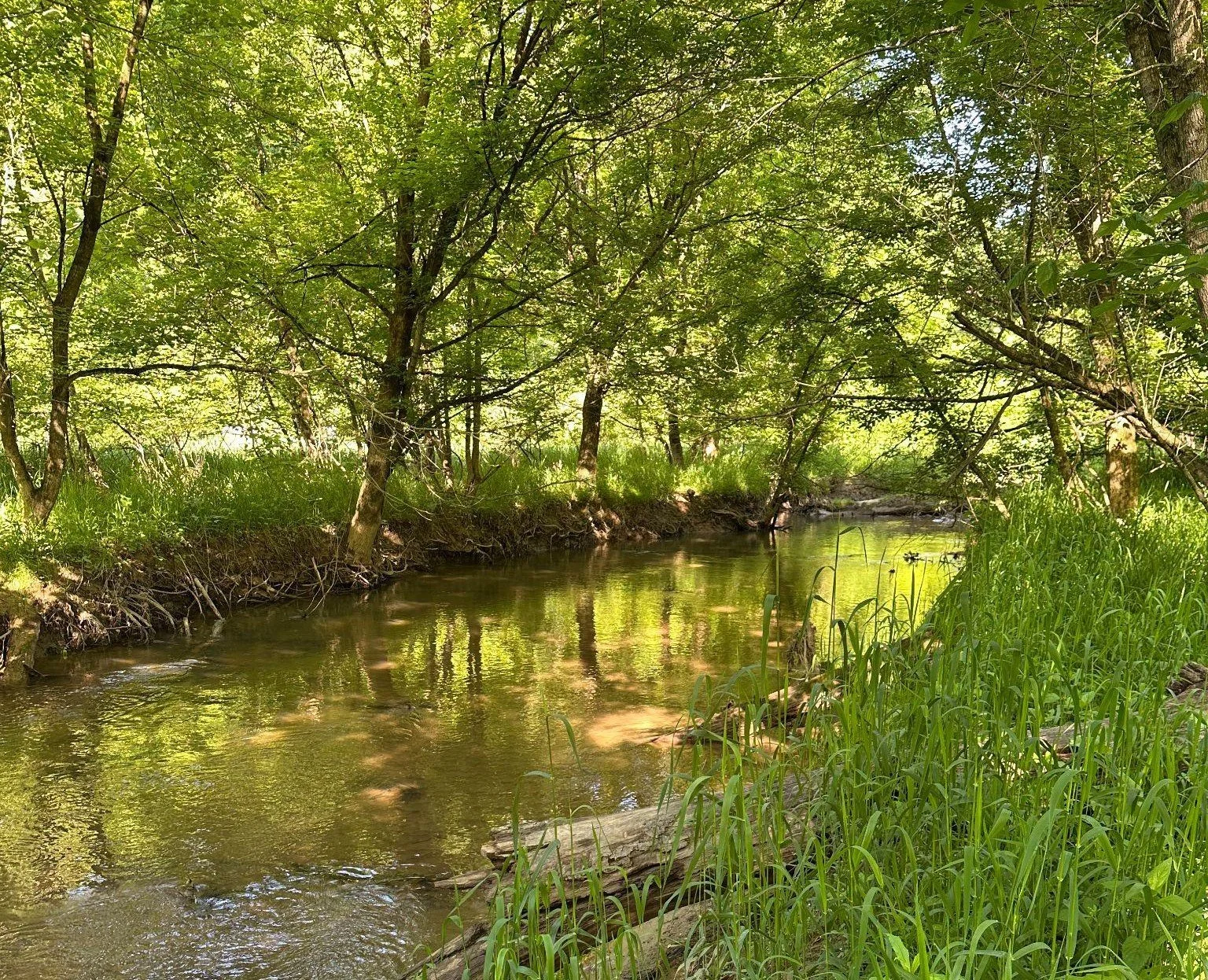 Lower Black Creek in springtime.jpeg