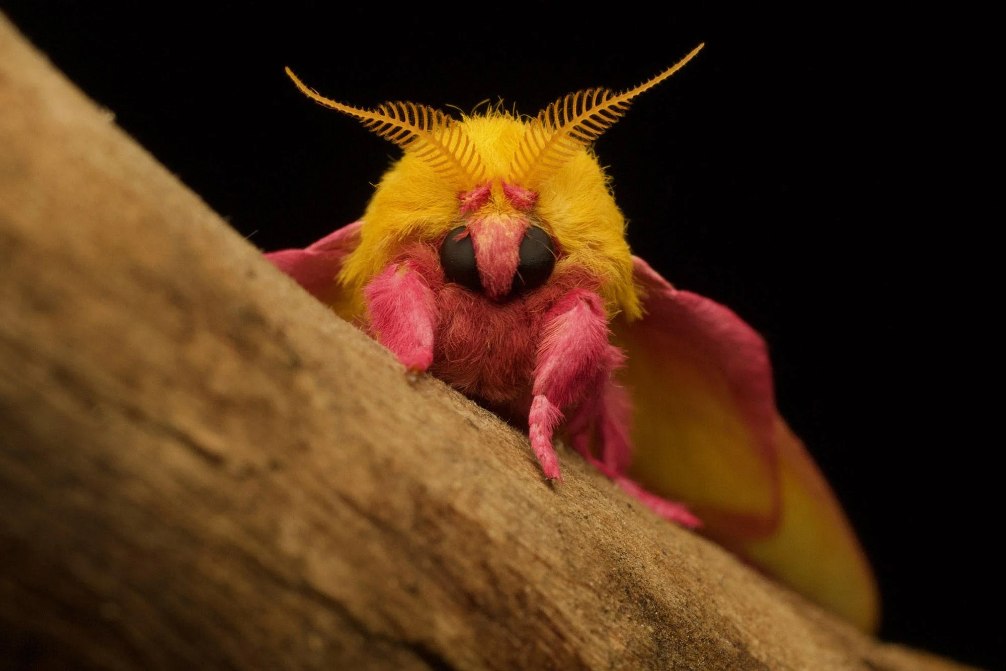 Close-up of a colorful insect with bright yellow and pink body, large black eyes, and yellow antennae on a textured surface against a black background.
