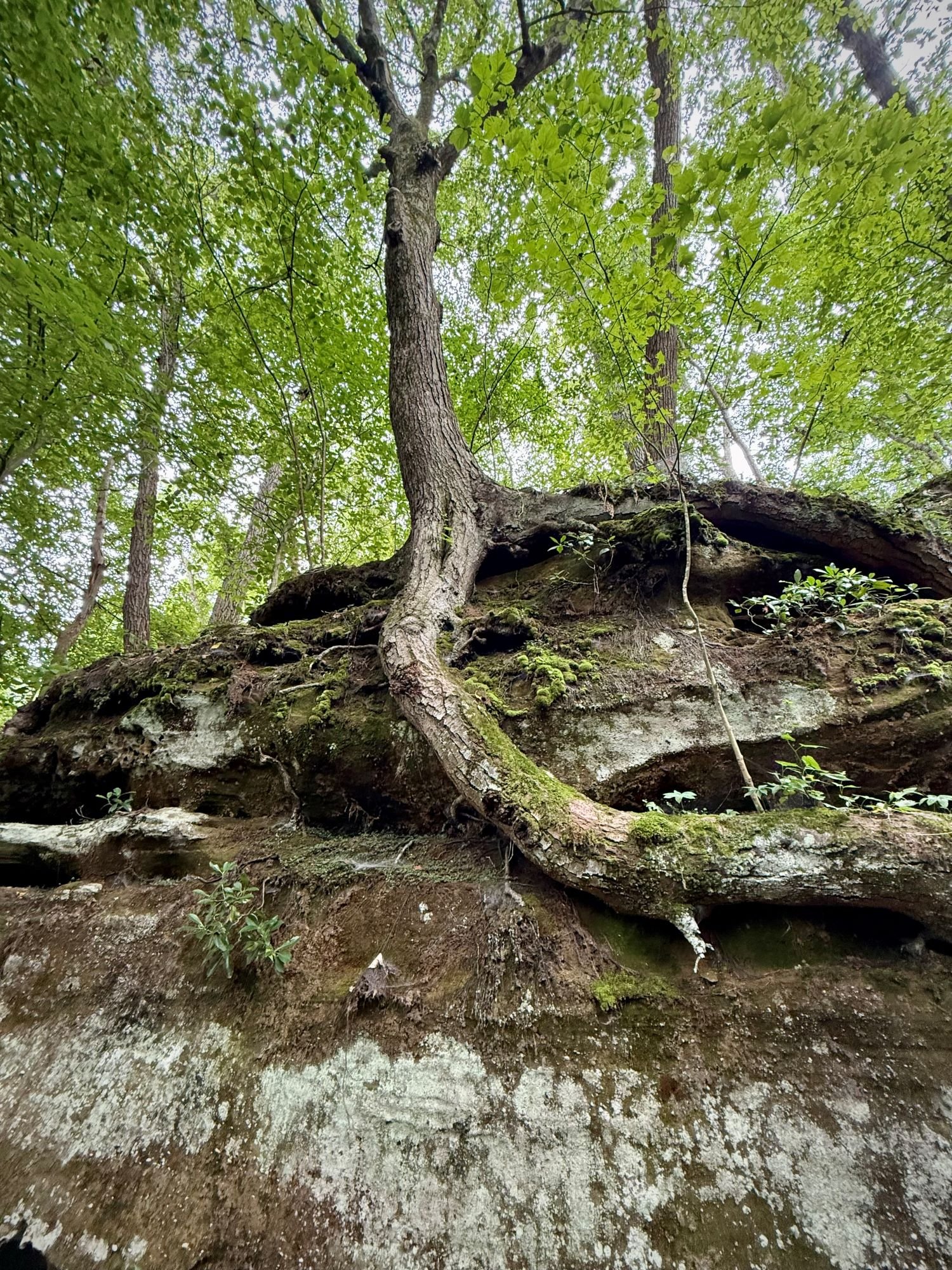 Hocking tree.jpg