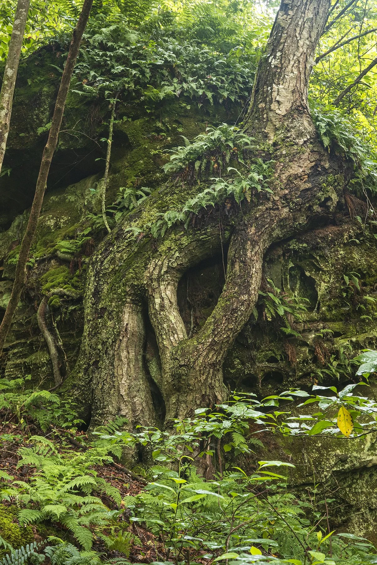 A large gnarled tree with textured bark and roots growing over moss-covered rocks in a lush green forest.