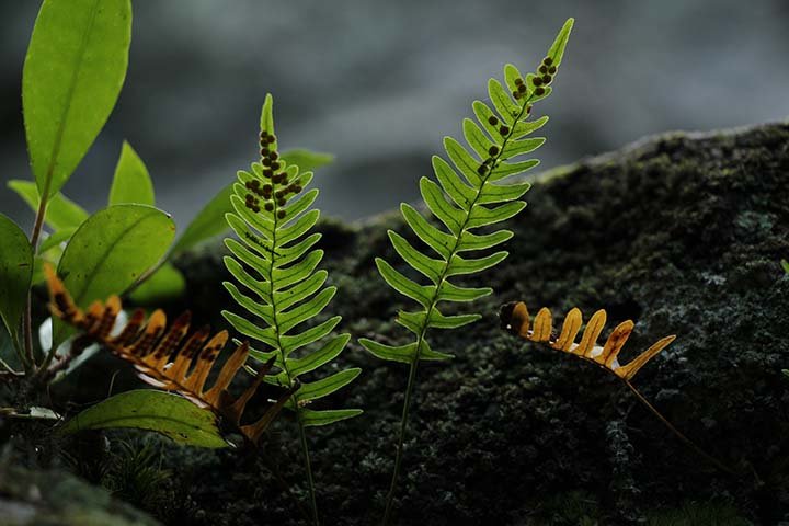 ferns & allies (2).JPG