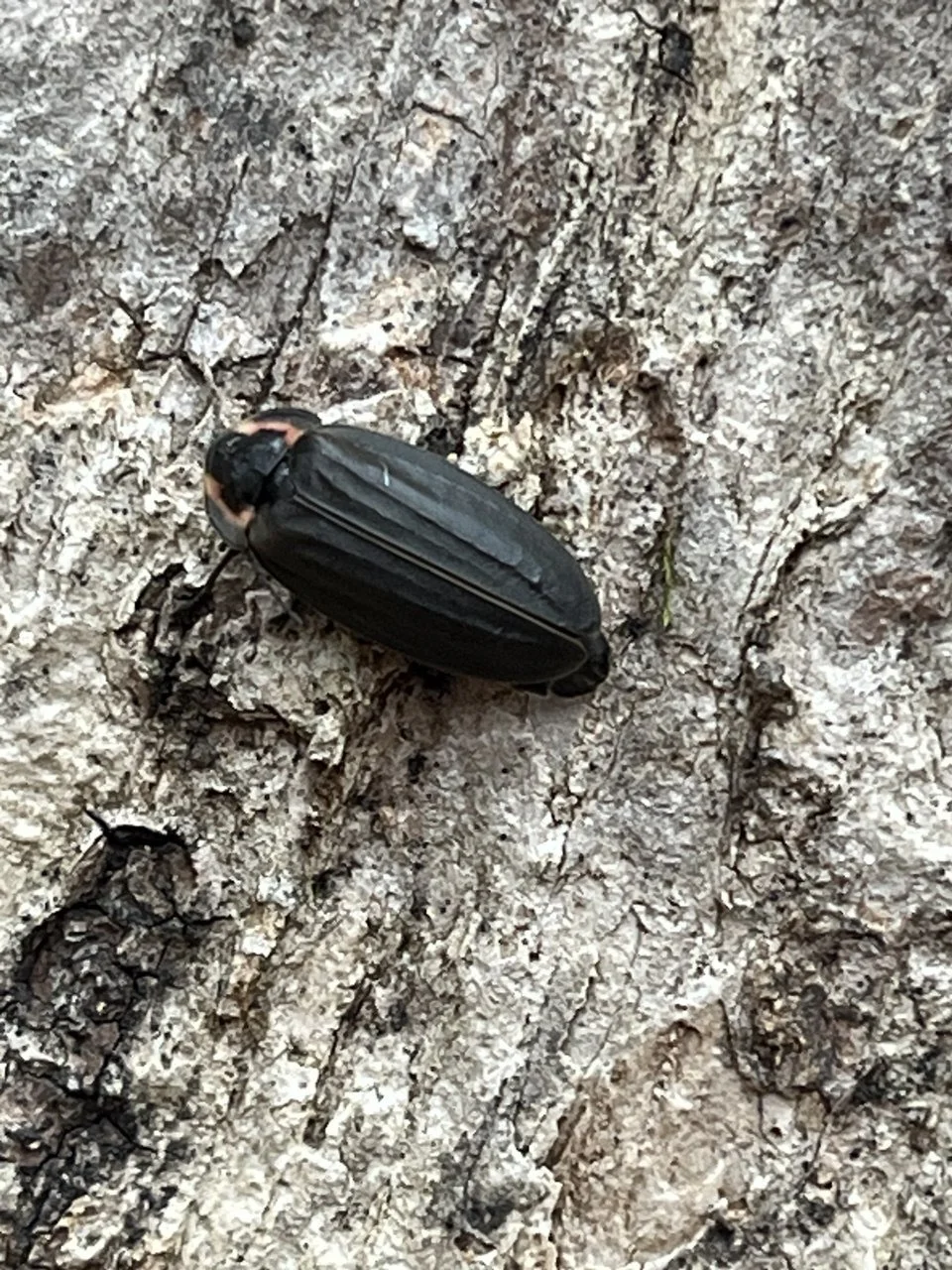 Skidmore Woods John Howard (3).JPG