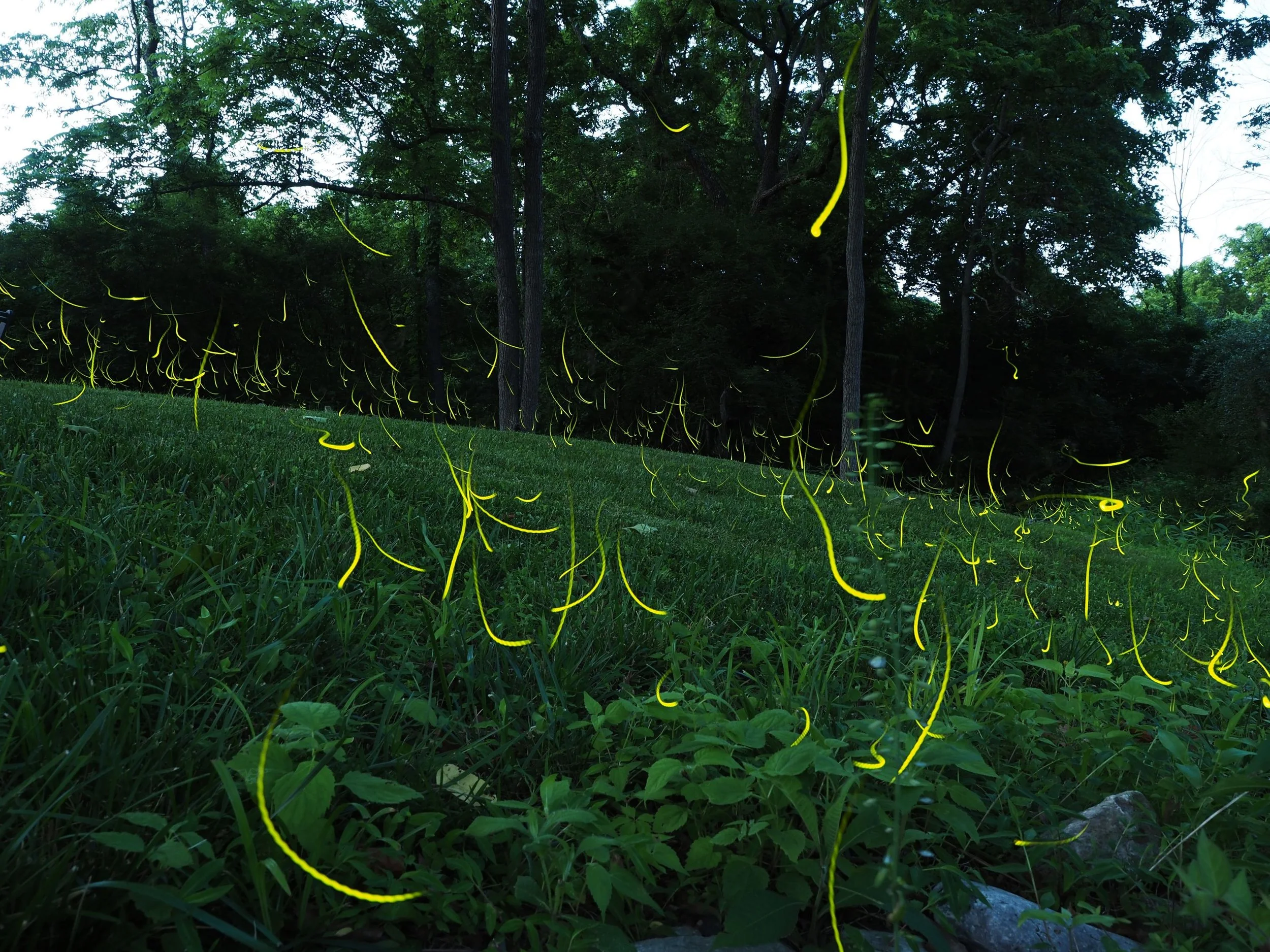 Jeff White pyralis.JPG