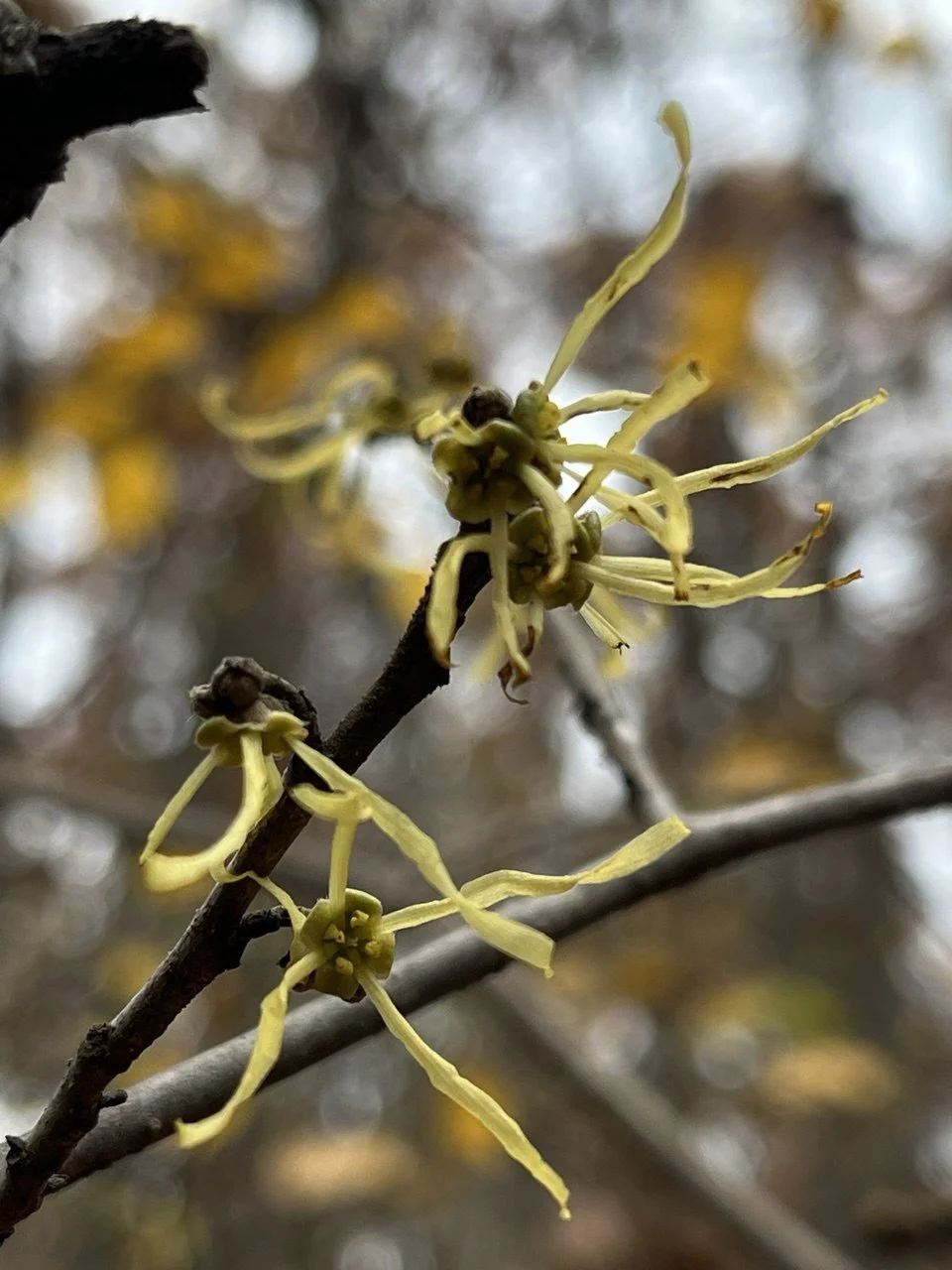 Skidmore Woods John Howard (9).JPG