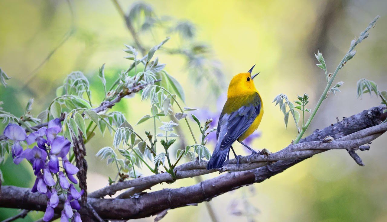 Prothonotary Warbler by Mary Parker Sonis