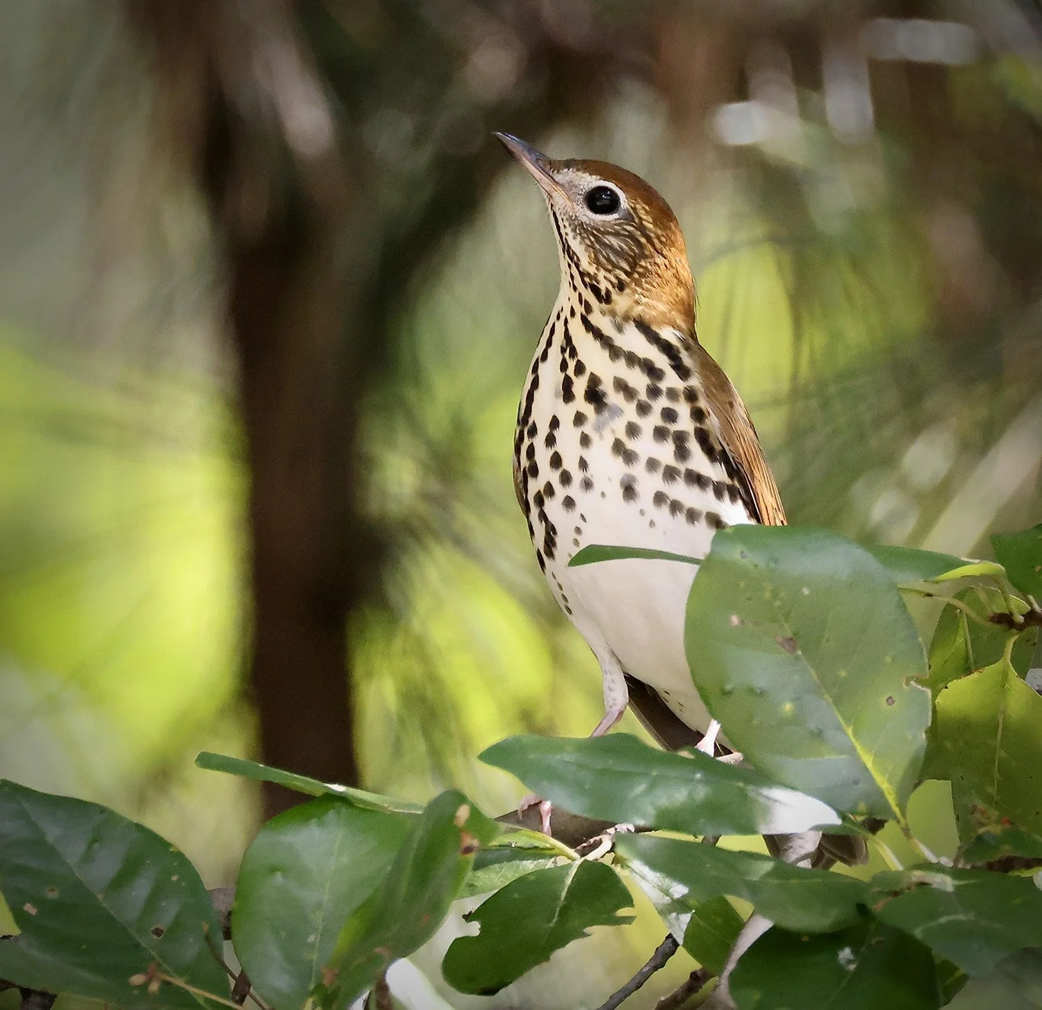 Wood Thrush by Mary Parker Sonis