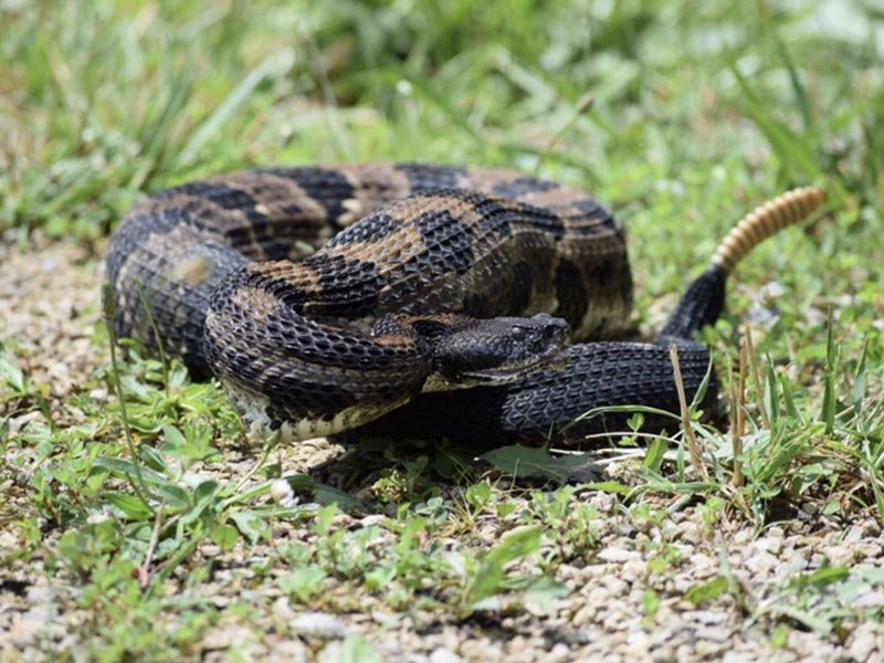 Tobacoo Barn_0002_Rattlesnake.jpg