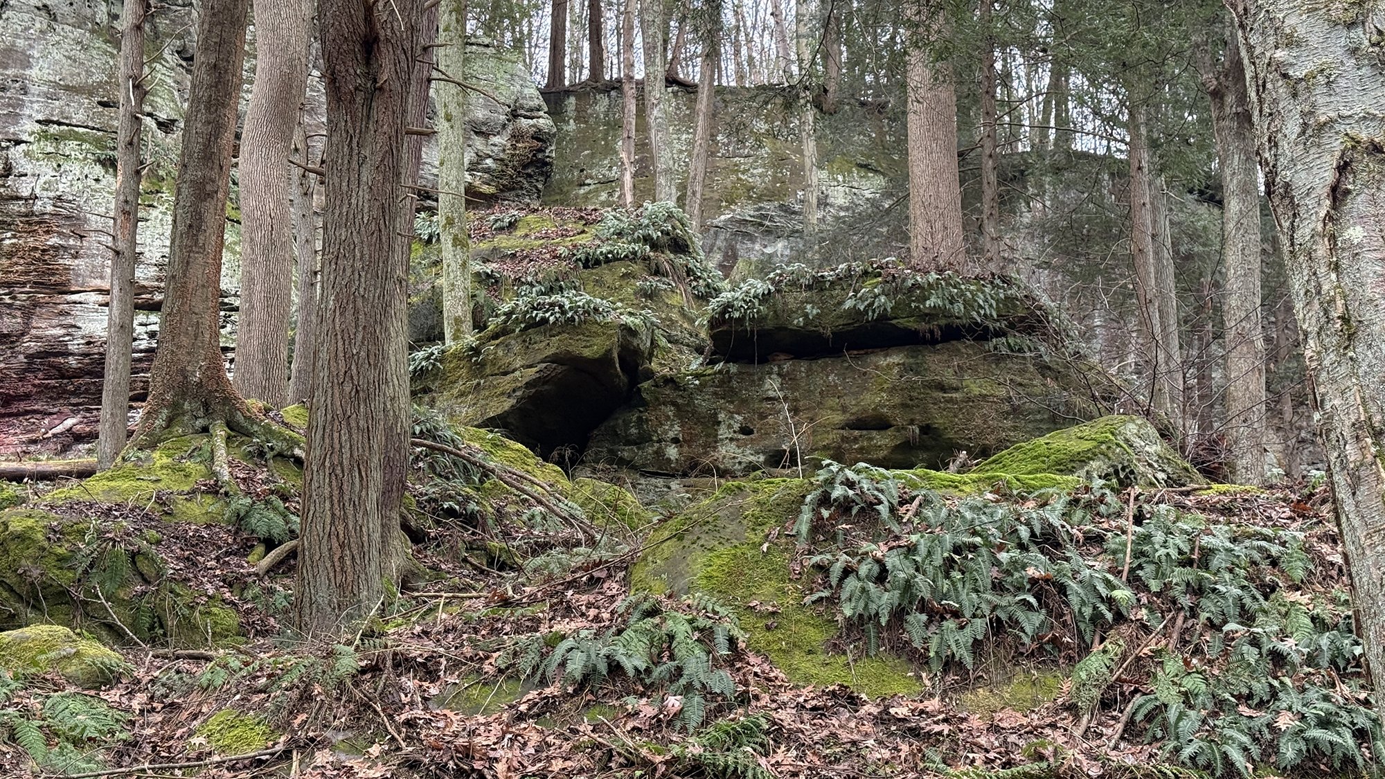 2026 Nancy S Mathias Grove (10).JPEG