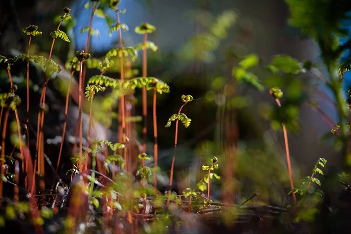 bulblet ferns tom croce.jpg
