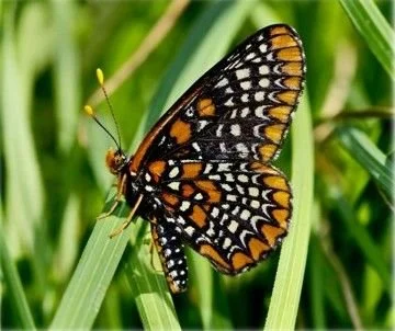 Baltimore checkerspot.John Watts.jpg