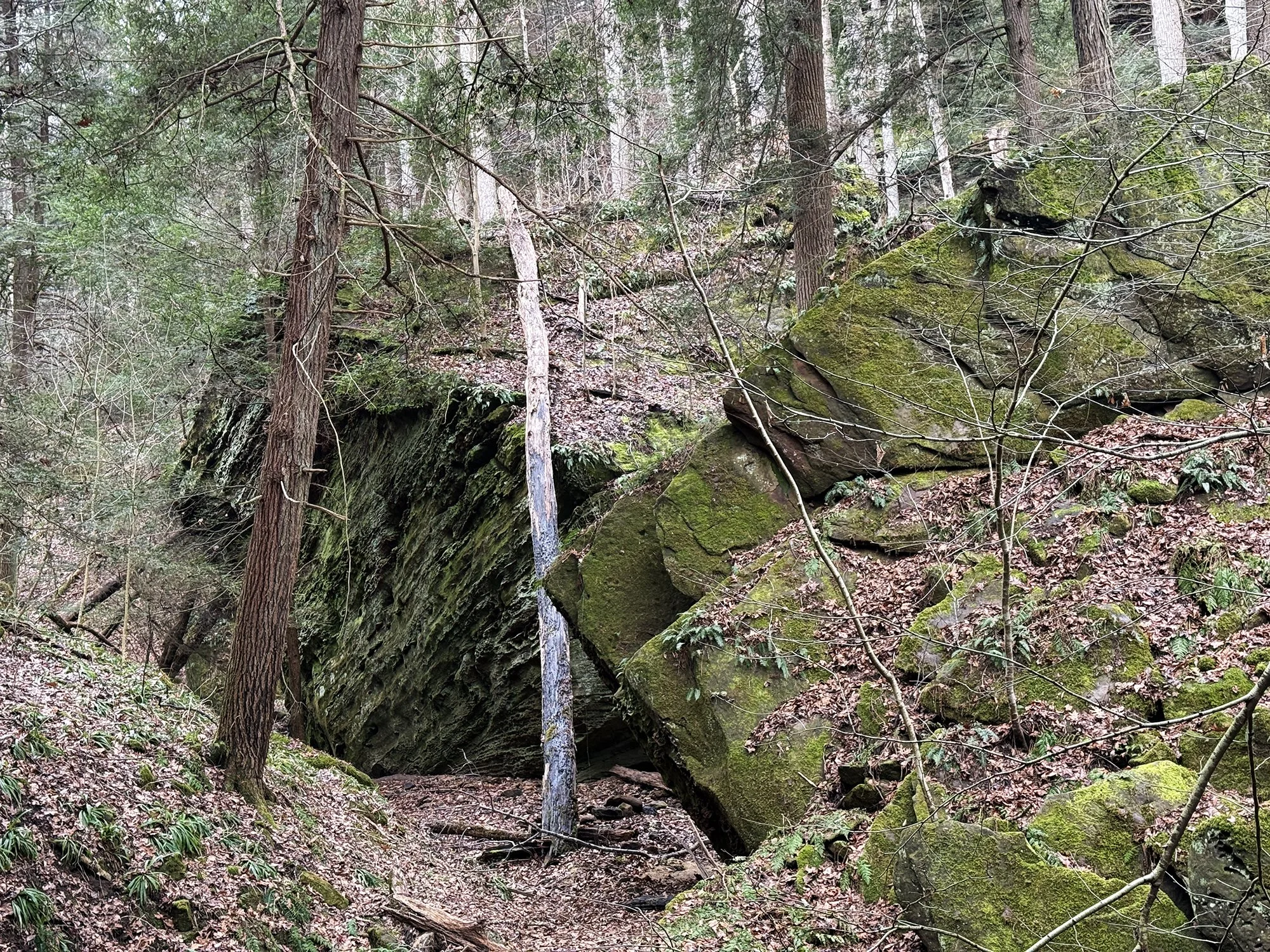 2026 Nancy S Mathias Grove (22).JPG