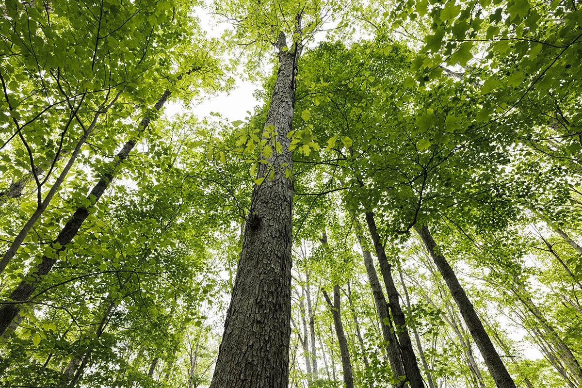 2023.06 Brian Prose Old Oak Grove (5) lower res.jpg