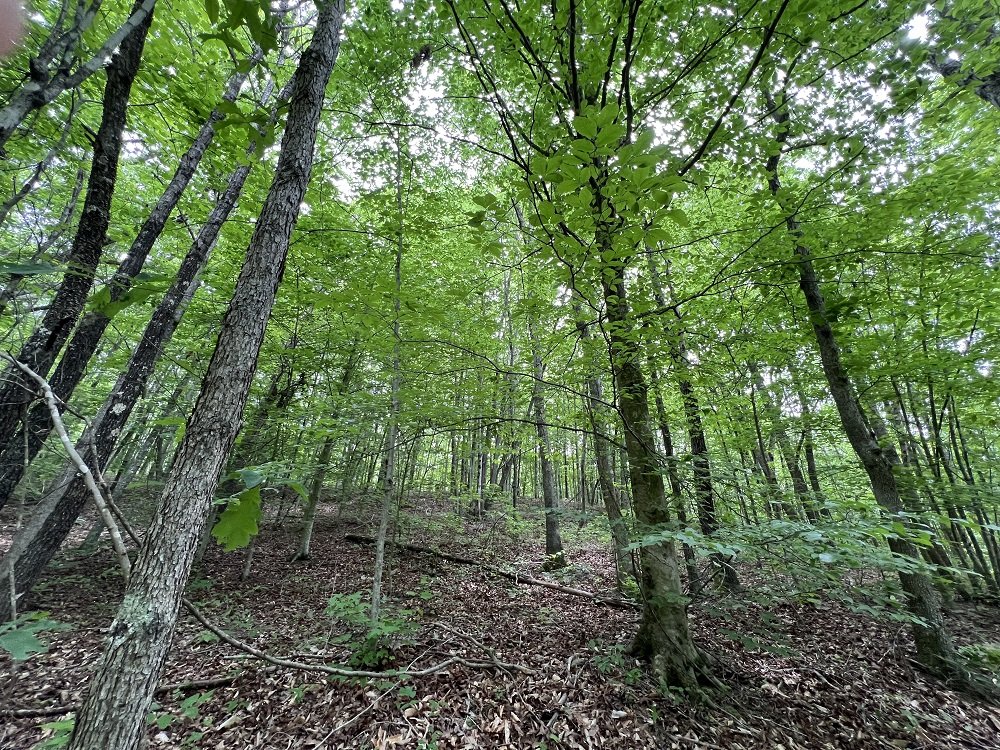 Beaver Wetlands woods.jpg