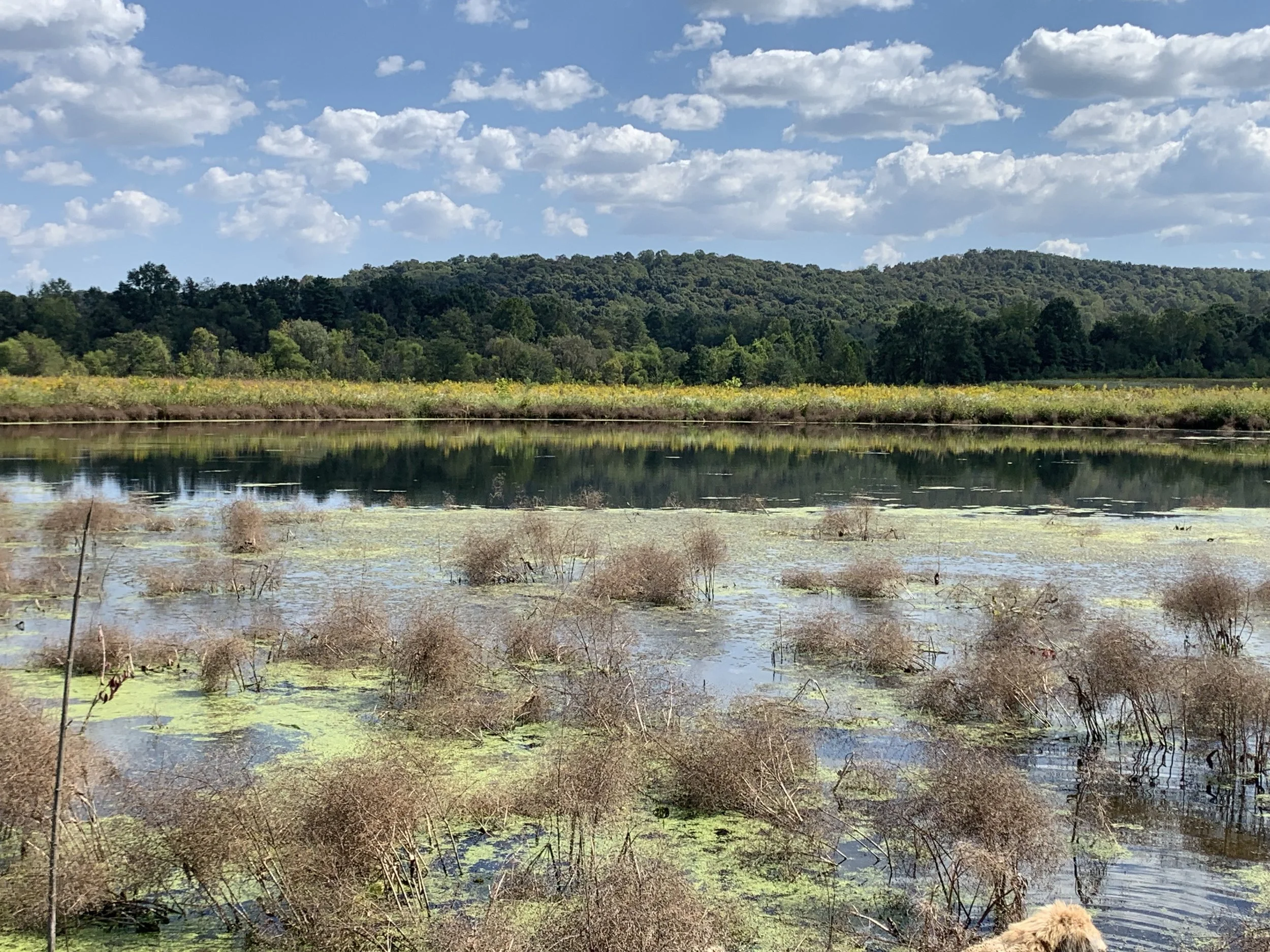 Drausin swamp photos (11).jpg