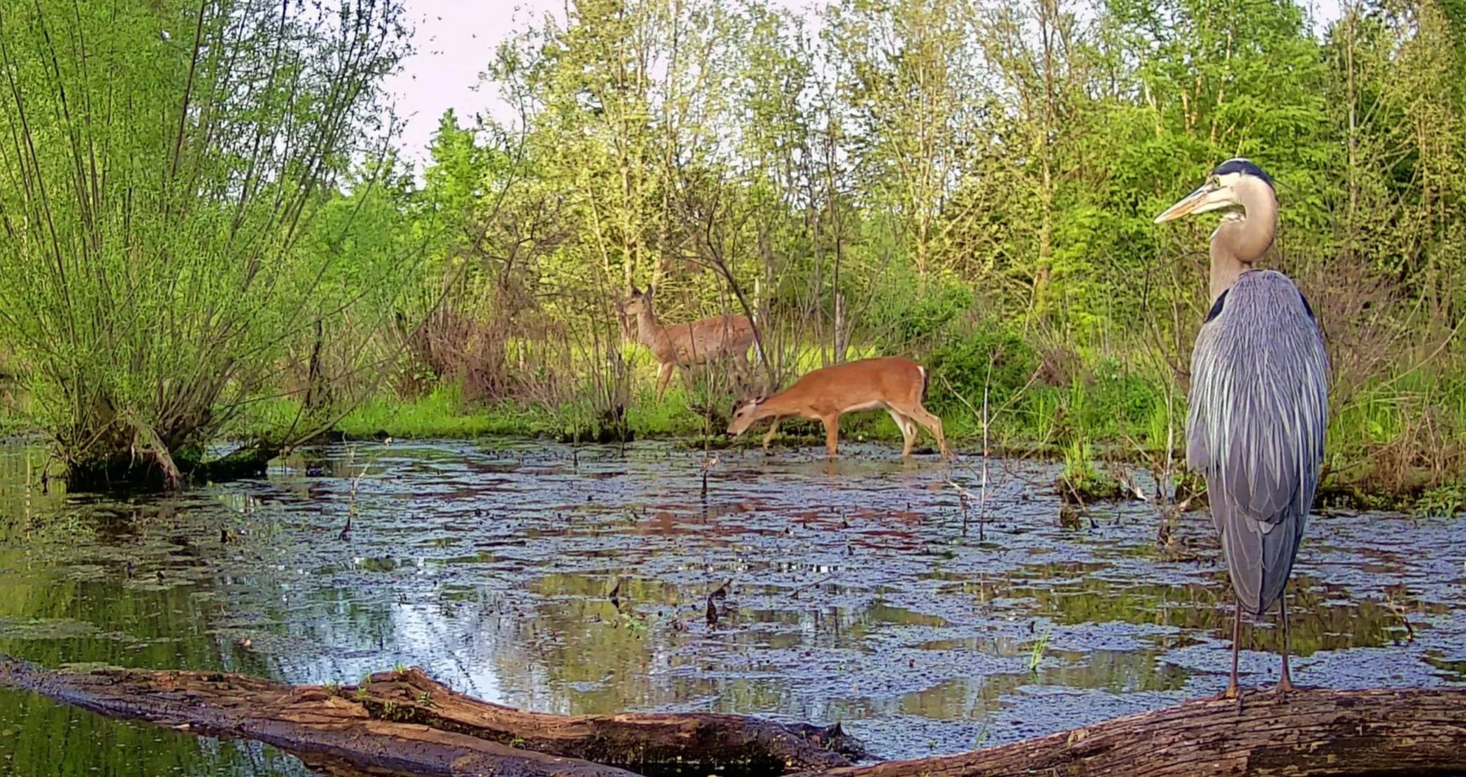 Swamp Scene by john howard.jpg