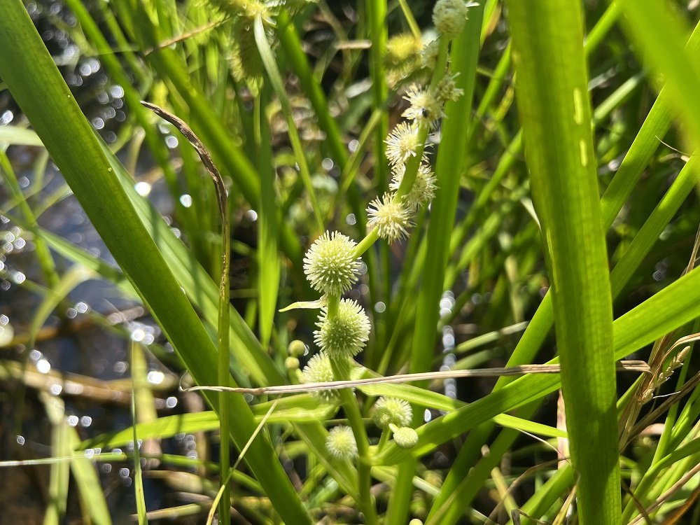 American Bur Reed Beaver Wetlands.jpg
