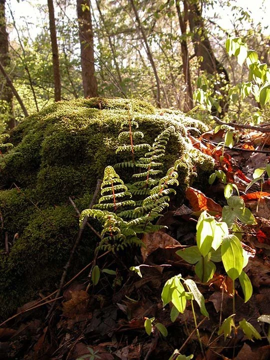 Bulblet, red stem, moss, bright background.jpg