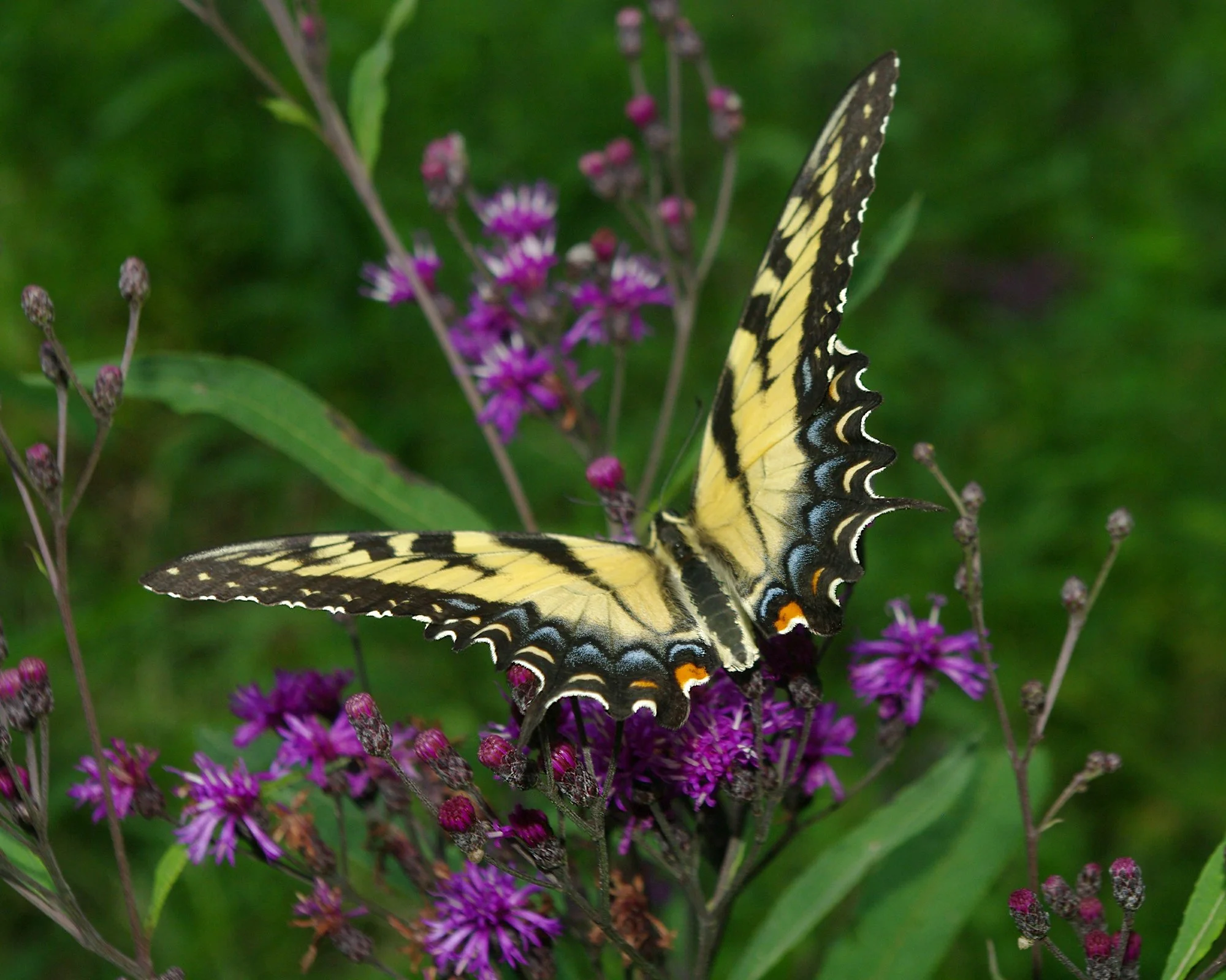 Tiger Swallowtail on Ironweed 8-13-10-2 copy.jpg