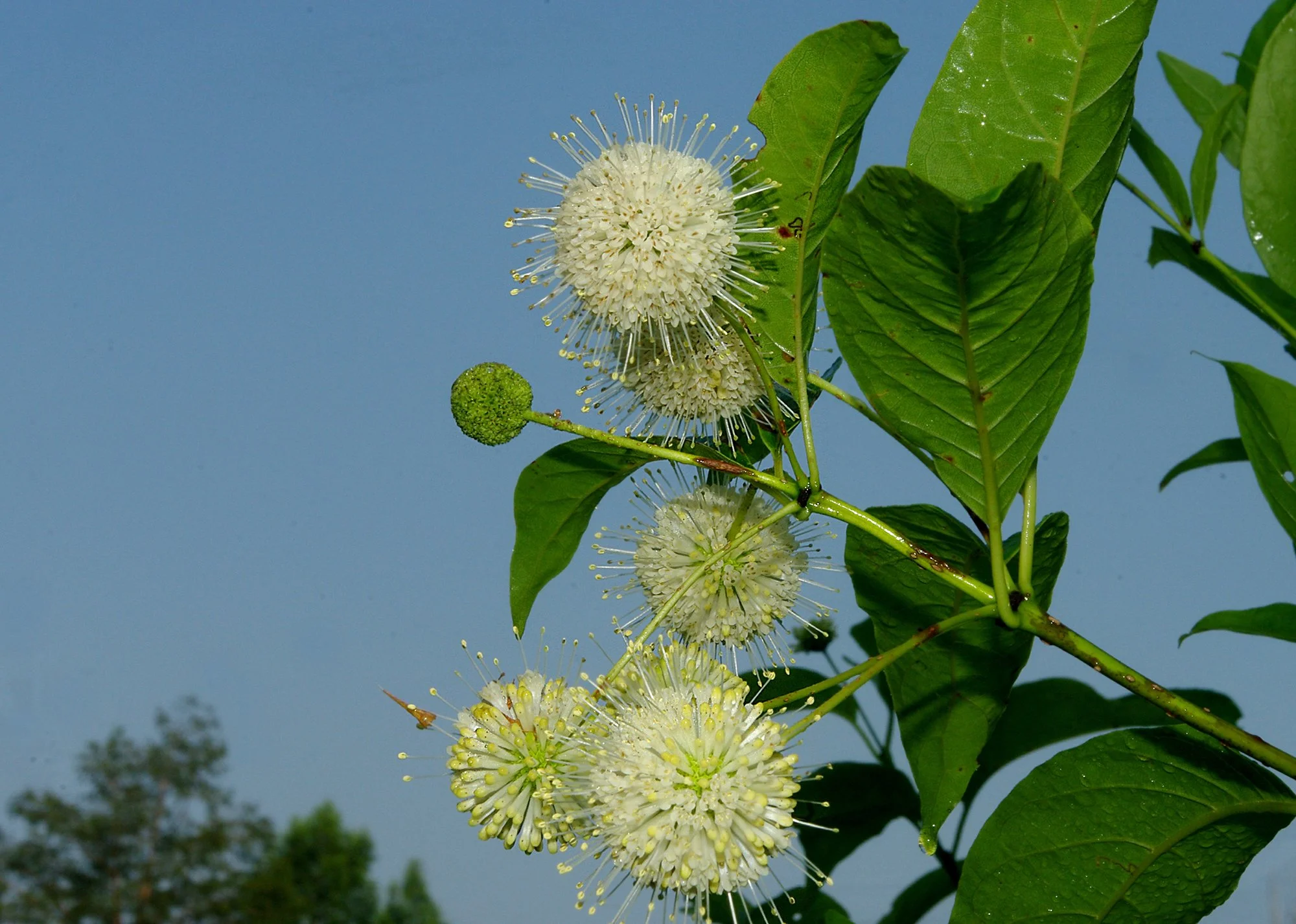 Buttonbush - Cephalanthus occidentalis 7-8-10-1.jpg