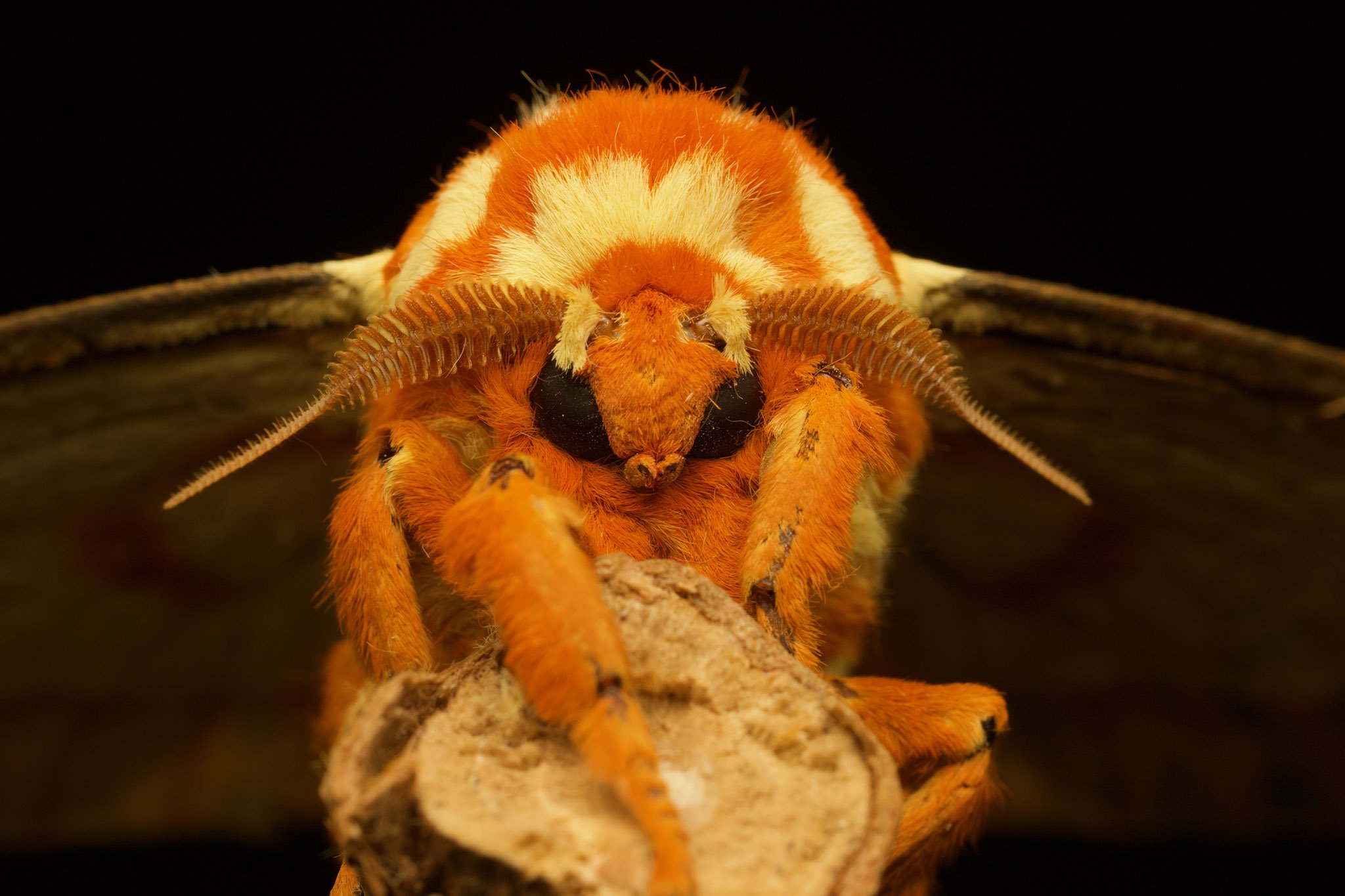 Mothapalooza Registration