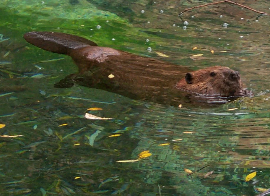 beaver.jpg