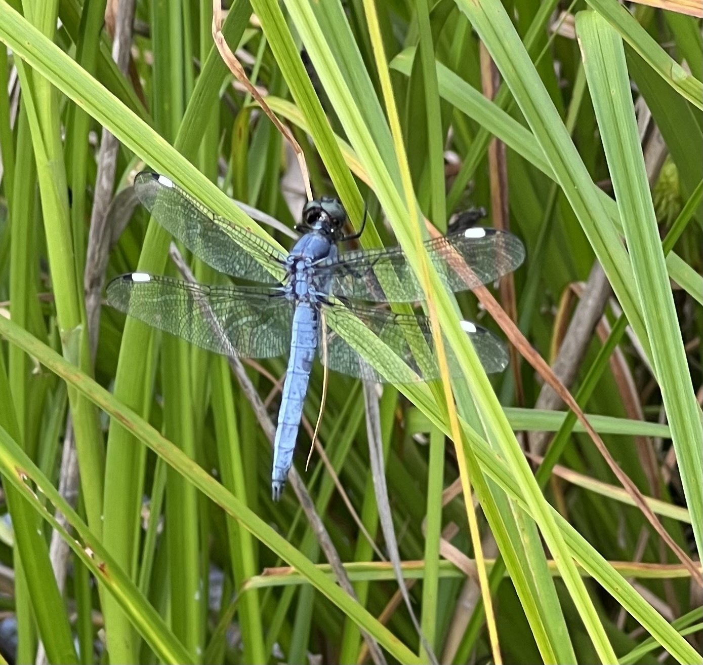 Spangled skimmer.Brit Wood.jpg