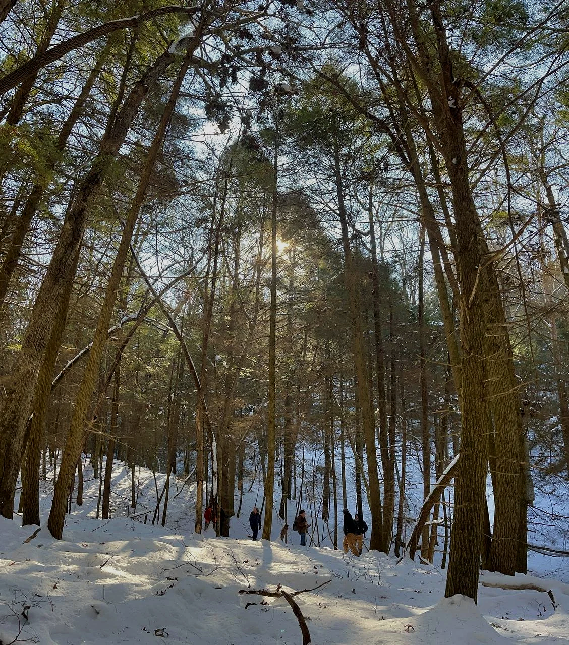Winter Tree Identification