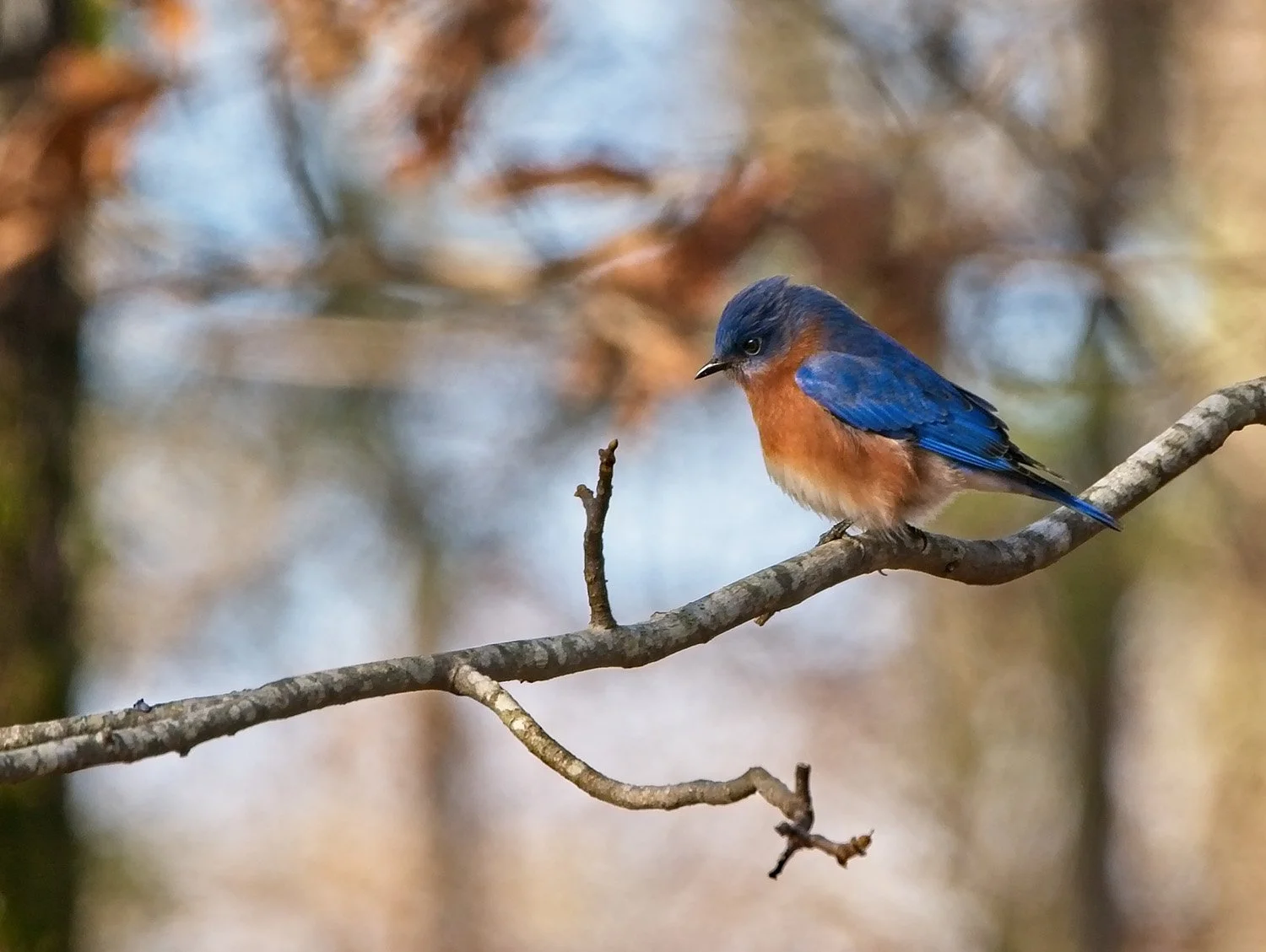 Eastern Bluebird